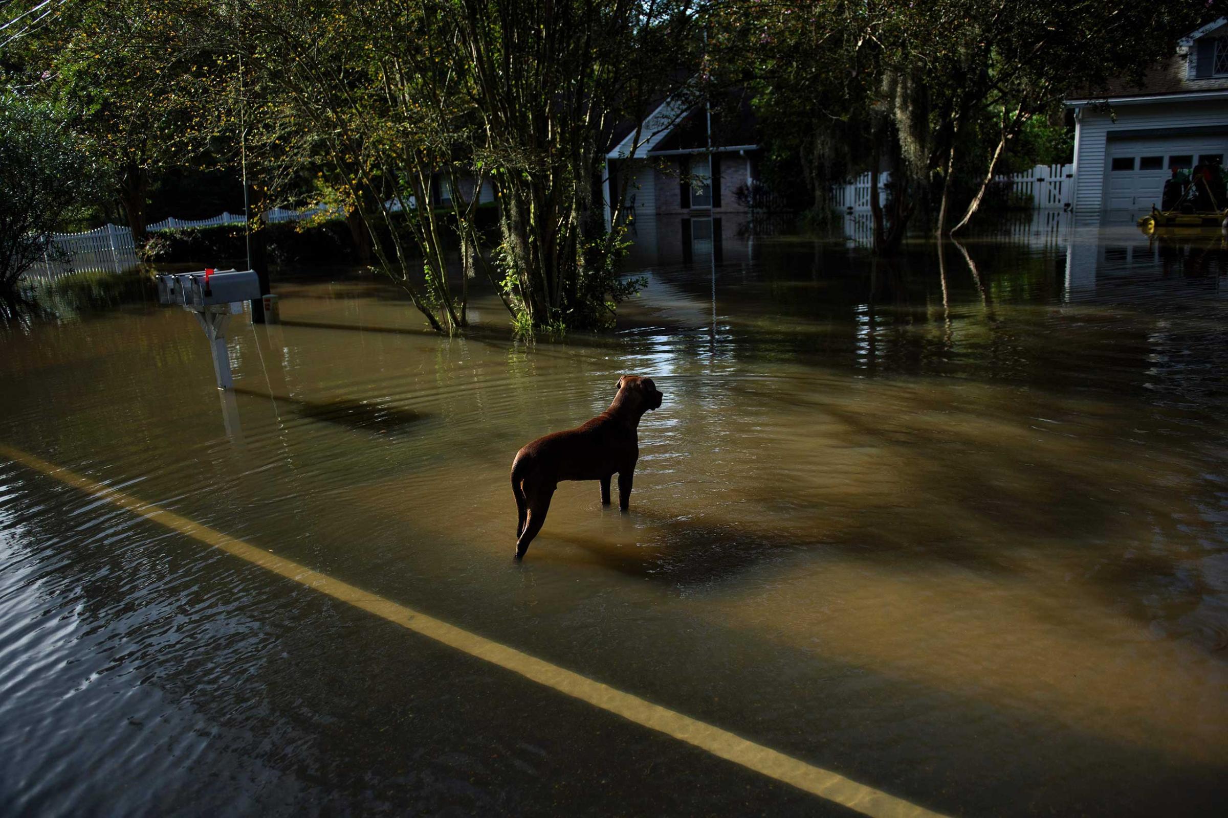 A dog wanders through a flooded neighborhood in Gonzales, La., on Aug. 16, 2016.