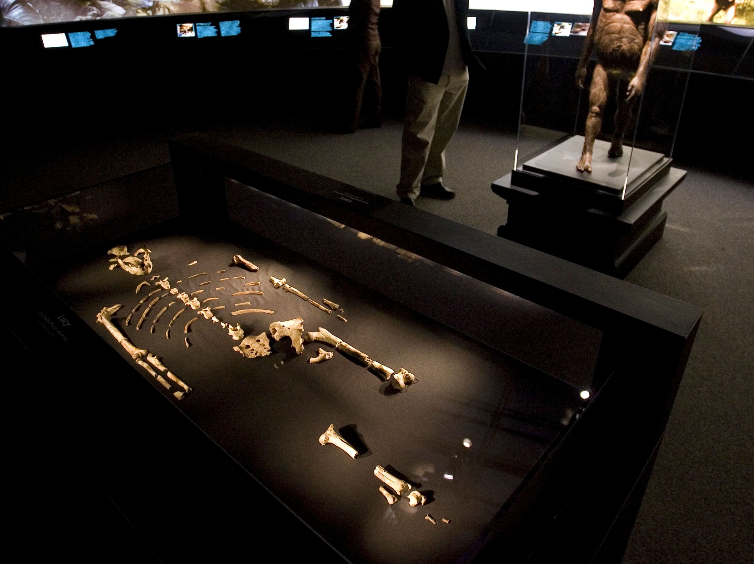 The 3.2 million year old fossilized remains of "Lucy", the most complete example of the hominid Australopithecus afarensis, is displayed at the Houston Museum of Natural Science in Houston on Aug. 28, 2007.