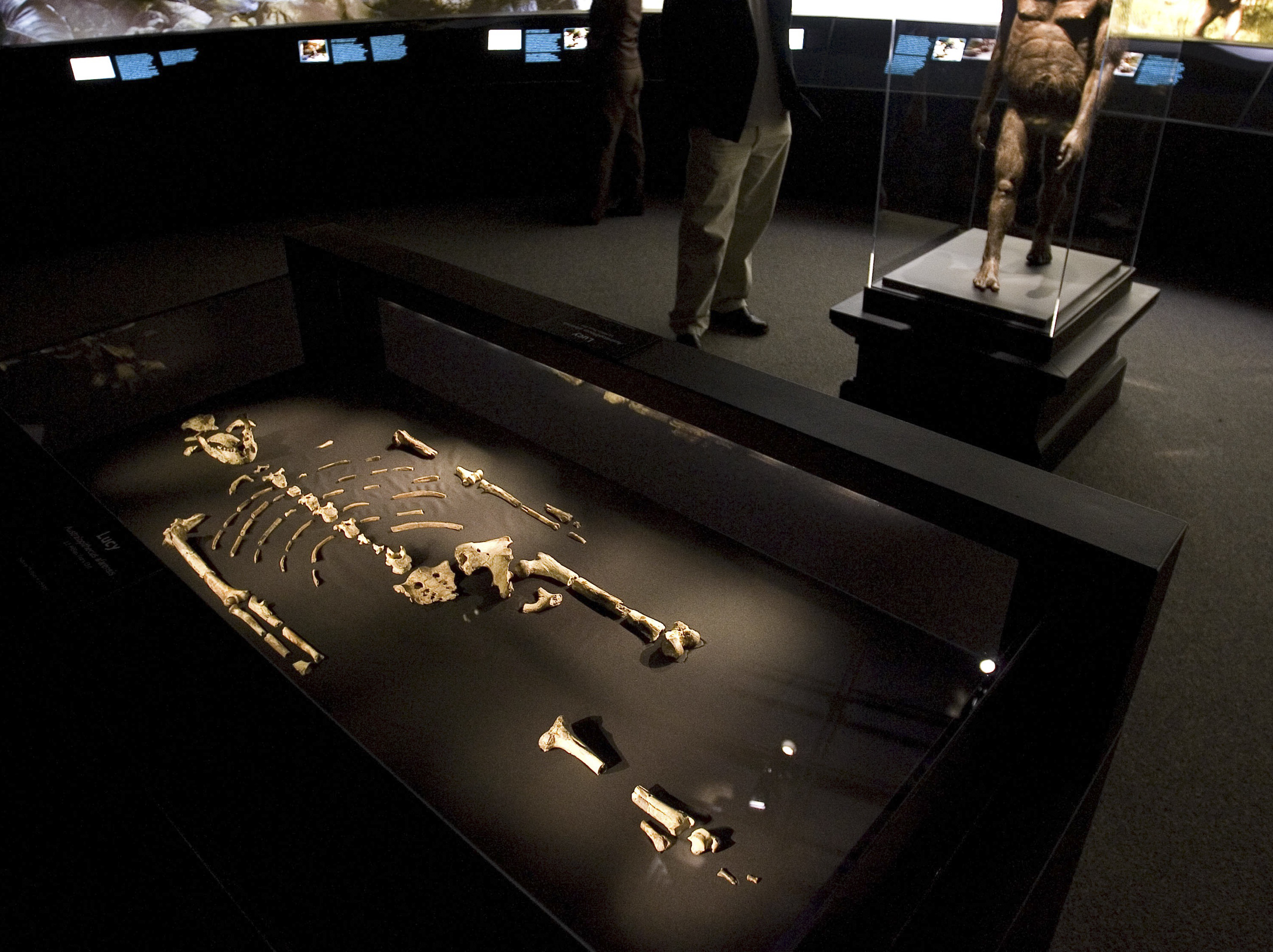 The 3.2 million year old fossilized remains of "Lucy", the most complete example of the hominid Australopithecus afarensis, is displayed at the Houston Museum of Natural Science in Houston on Aug. 28, 2007. (Dave Einsel—Getty Images)