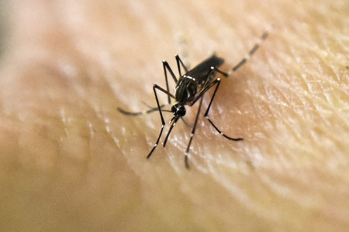 An Aedes Aegypti mosquito is photographed on human skin in a lab of the International Training and Medical Research Training Center (CIDEIM) on January 25, 2016, in Cali, Colombia. (Luis Robayo—AFP/Getty Images)