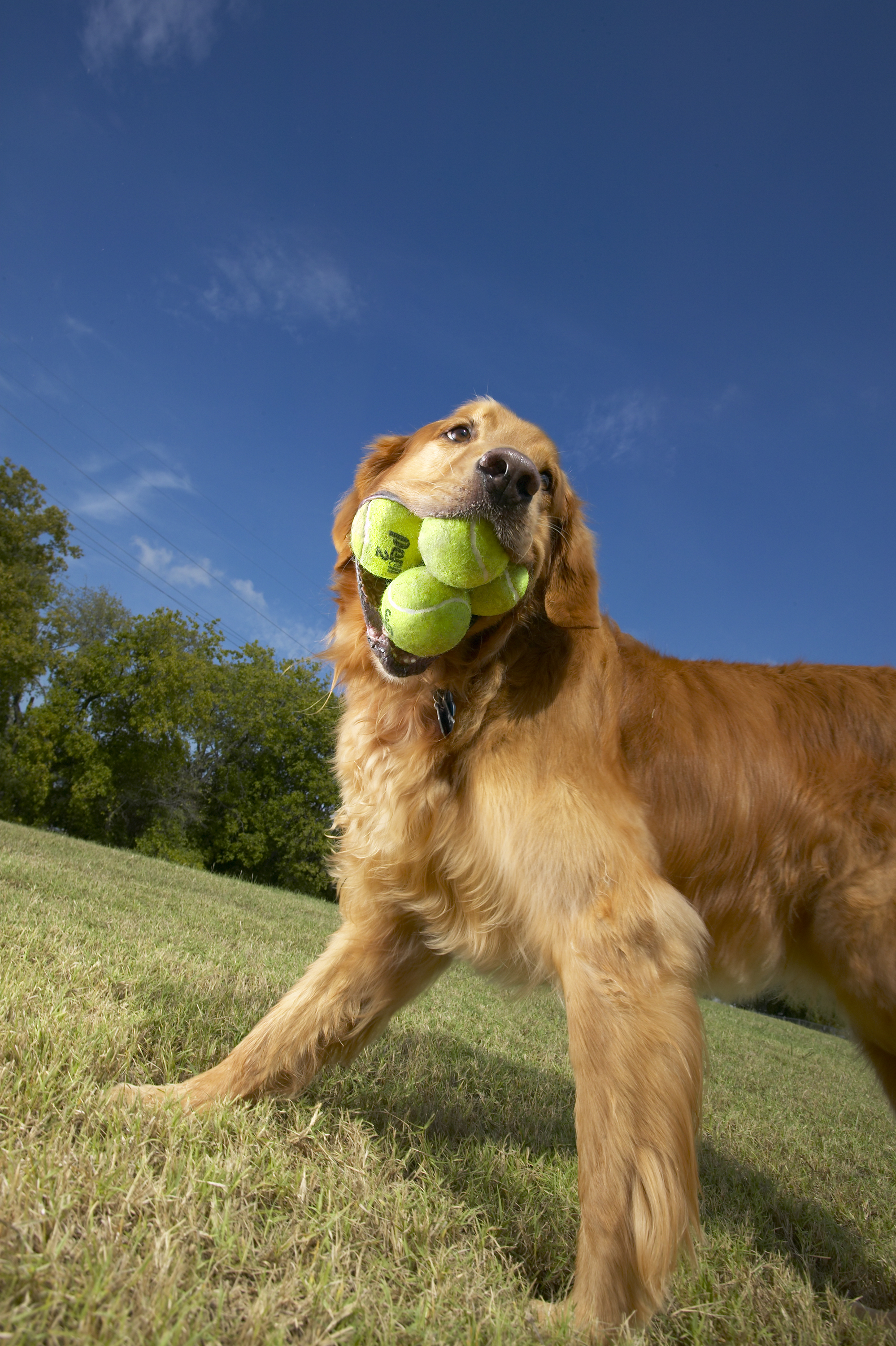 dog with 5 tennis balls in mouth