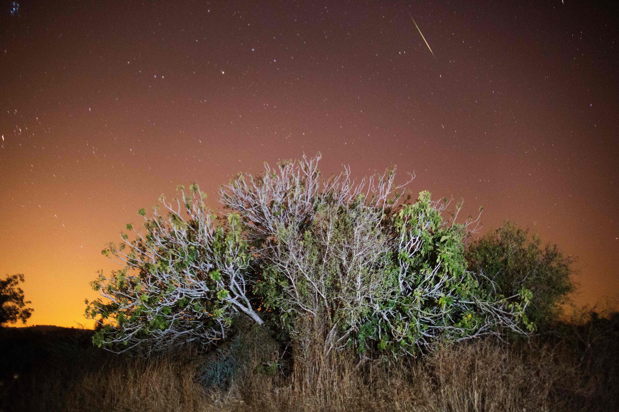 A Perseid meteor streaks across the sky above trees in the central Israeli village of Luzit on Aug. 12, 2016.