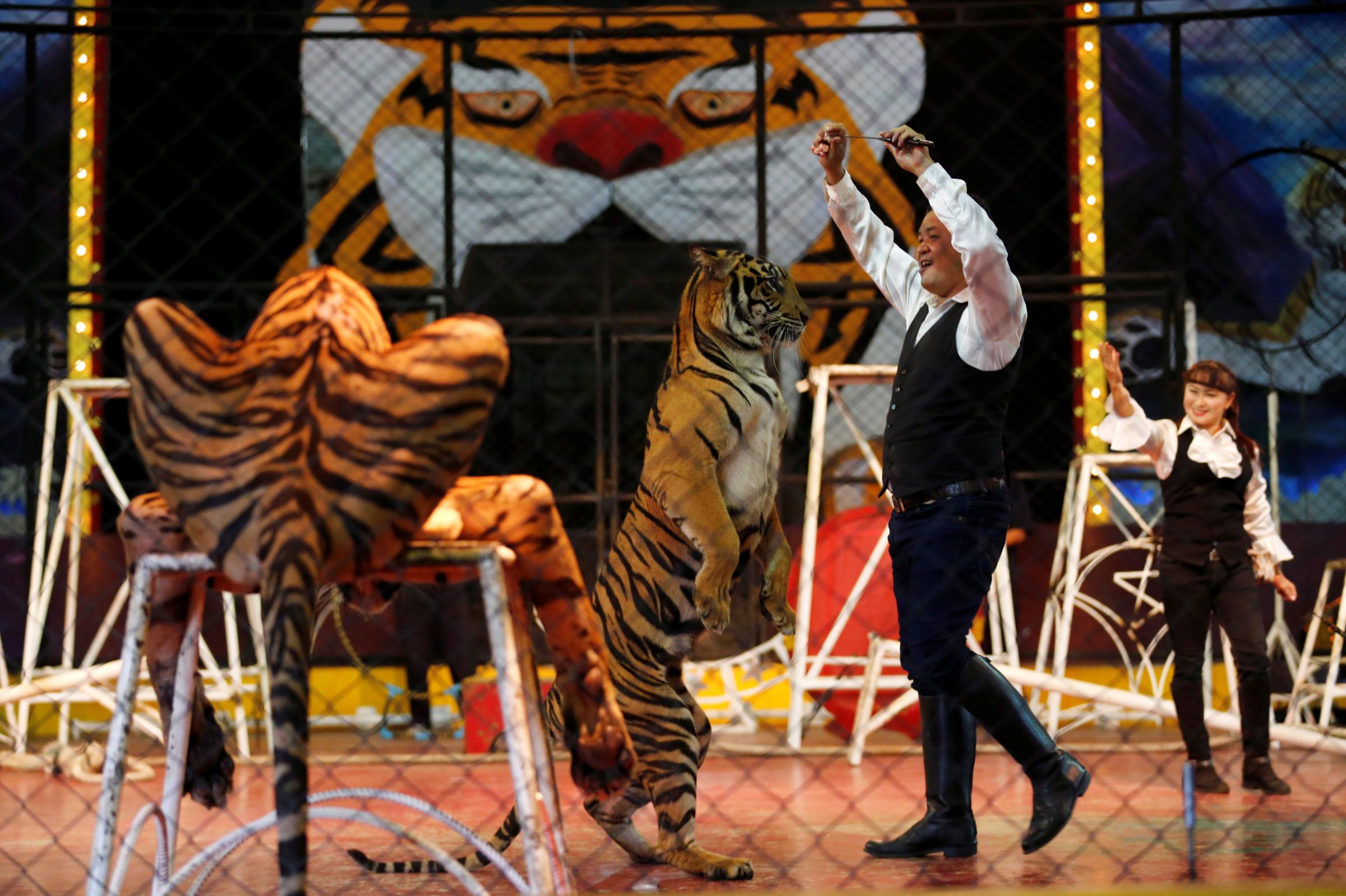 A trainer plays with a tiger during a performance for tourists at the Sriracha Tiger Zoo, in Chonburi province