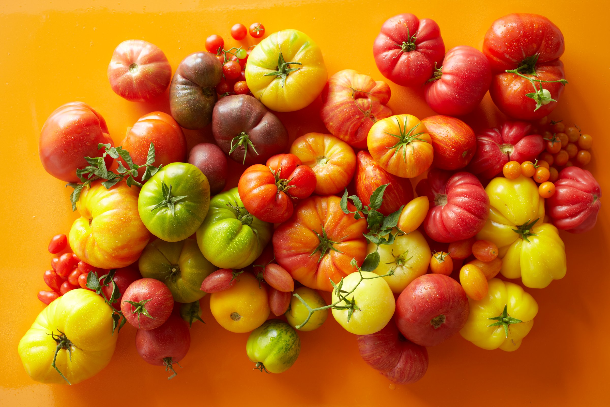 Overhead of a variety of tomatoes