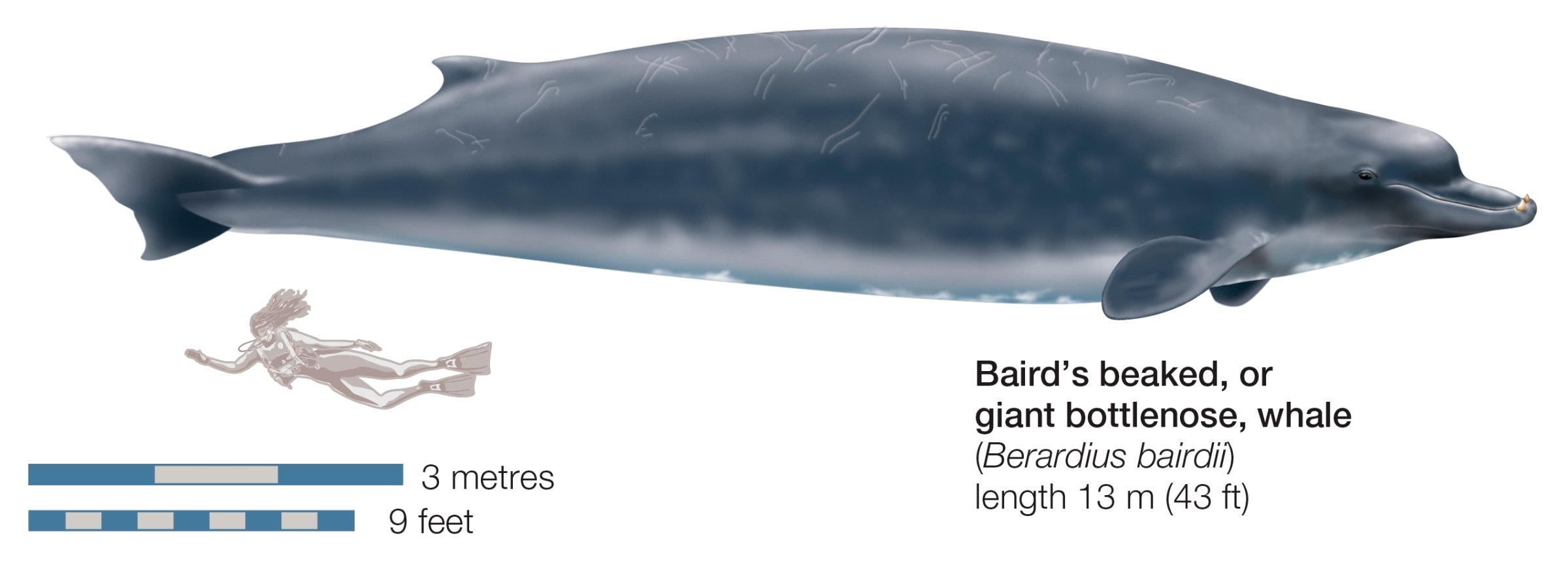 Close kin: The Baird's whale, bigger, lighter relation to the new karasu species