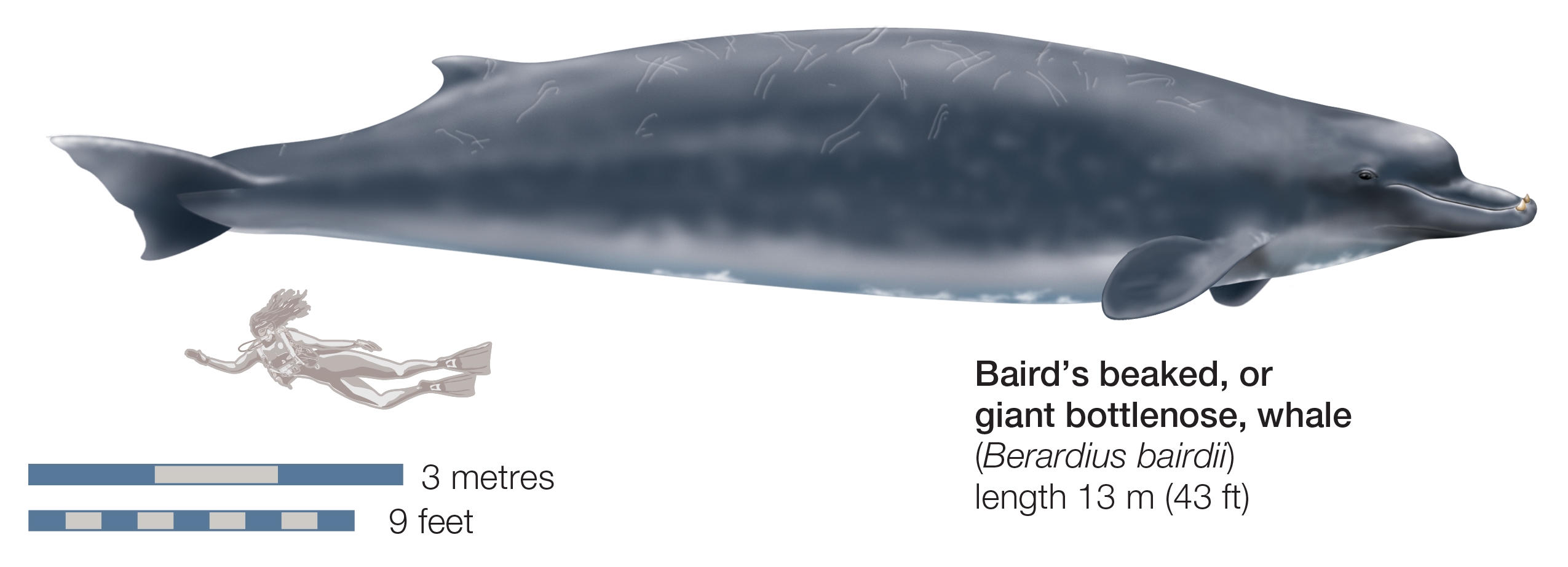 Close kin: The Baird's whale—a bigger, lighter relation to the new karasu species (Encyclopaedia Britannica; UIG via Getty Images)