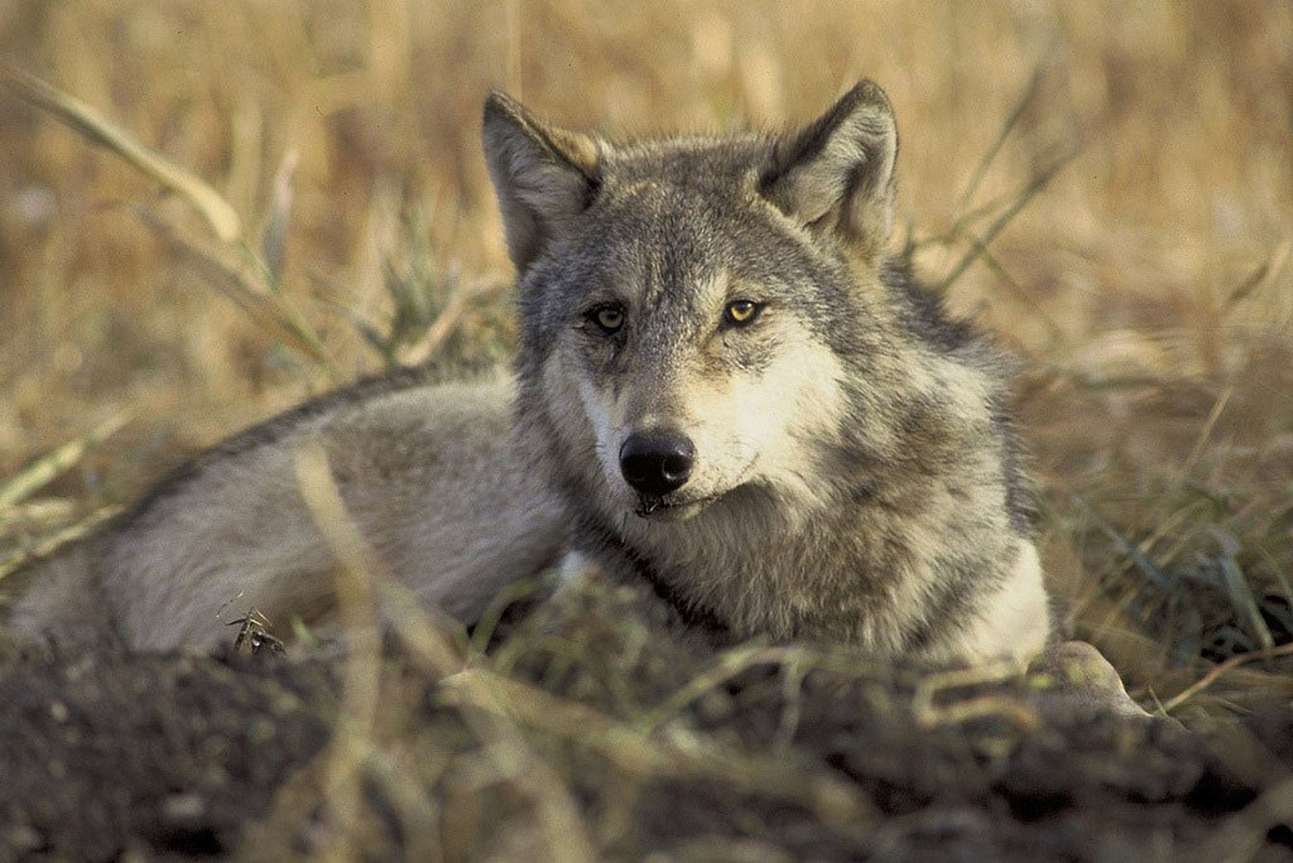 A handout photo of an endangered gray wolf from the U.S. Fish and Wildlife Service