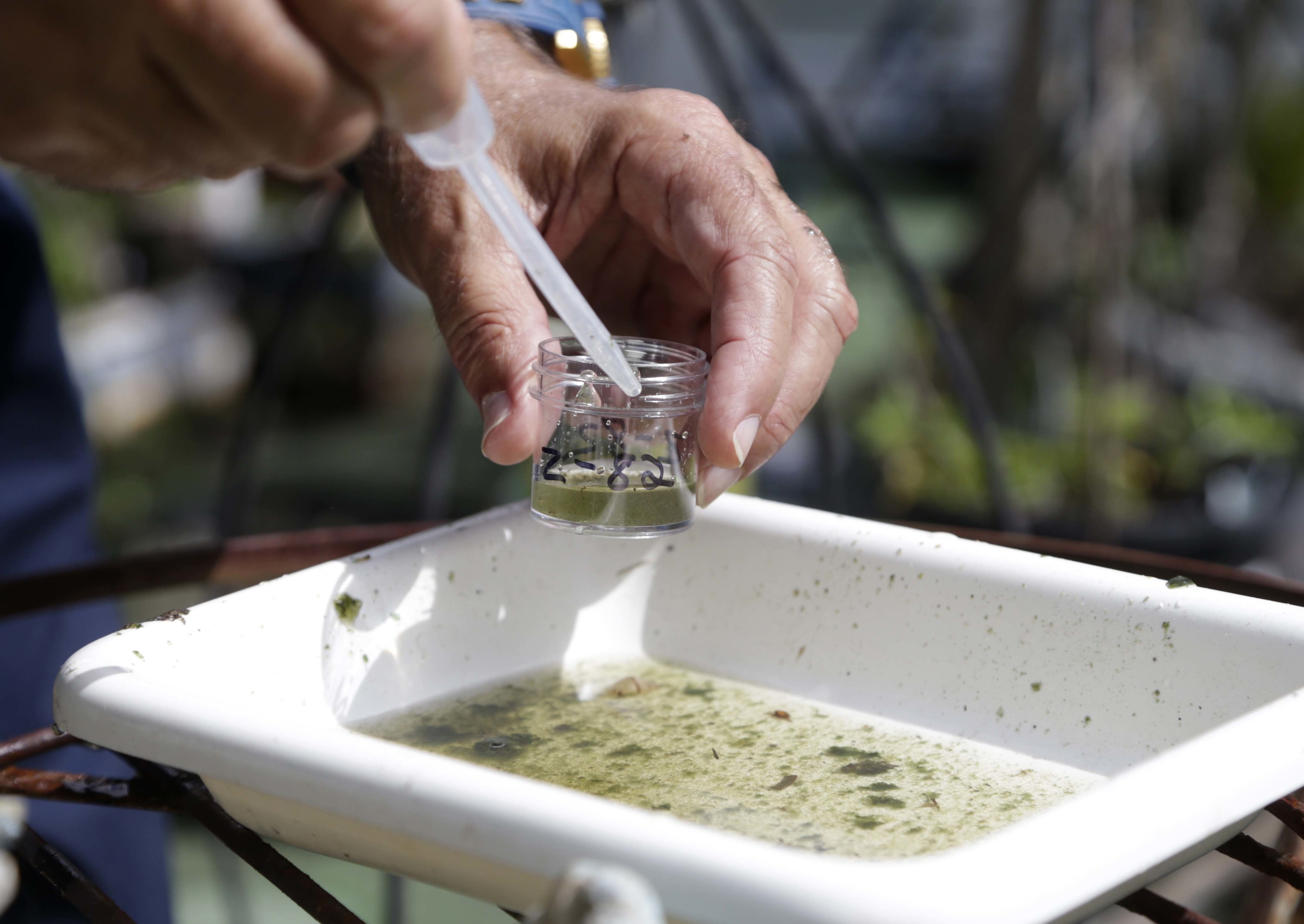 Evaristo Miqueli, a natural resources officer with Broward County Mosquito Control, takes water samples decanted from a watering jug, checking for the presence of mosquito larvae in Pembroke Pines, FL, on June 28, 2016. (Lynne Sladky&mdash;AP)