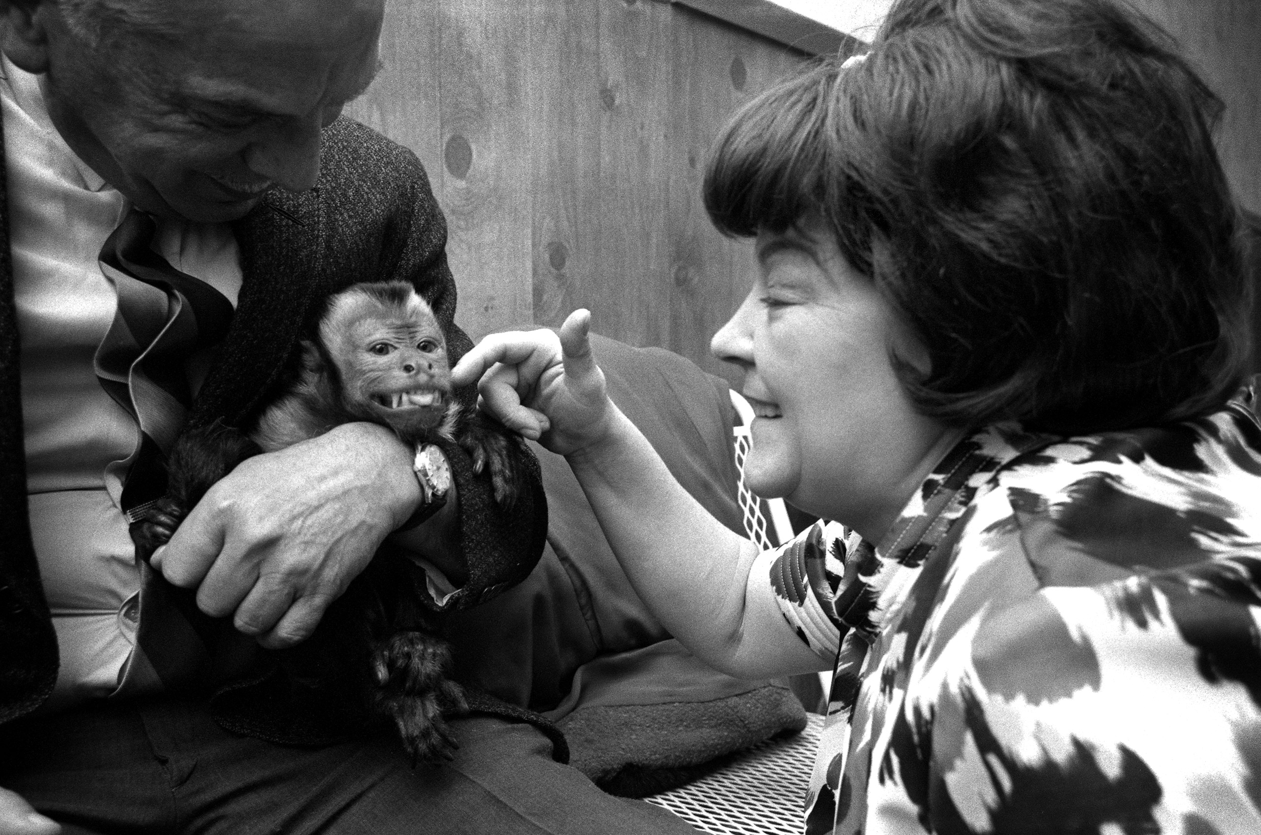 Chi-Chi, a capuchin at the Boston chapter of the Simian Society of America, 1968. Published in  Monkey Business,  LOOK 32: 16 (Aug. 6, 1968).