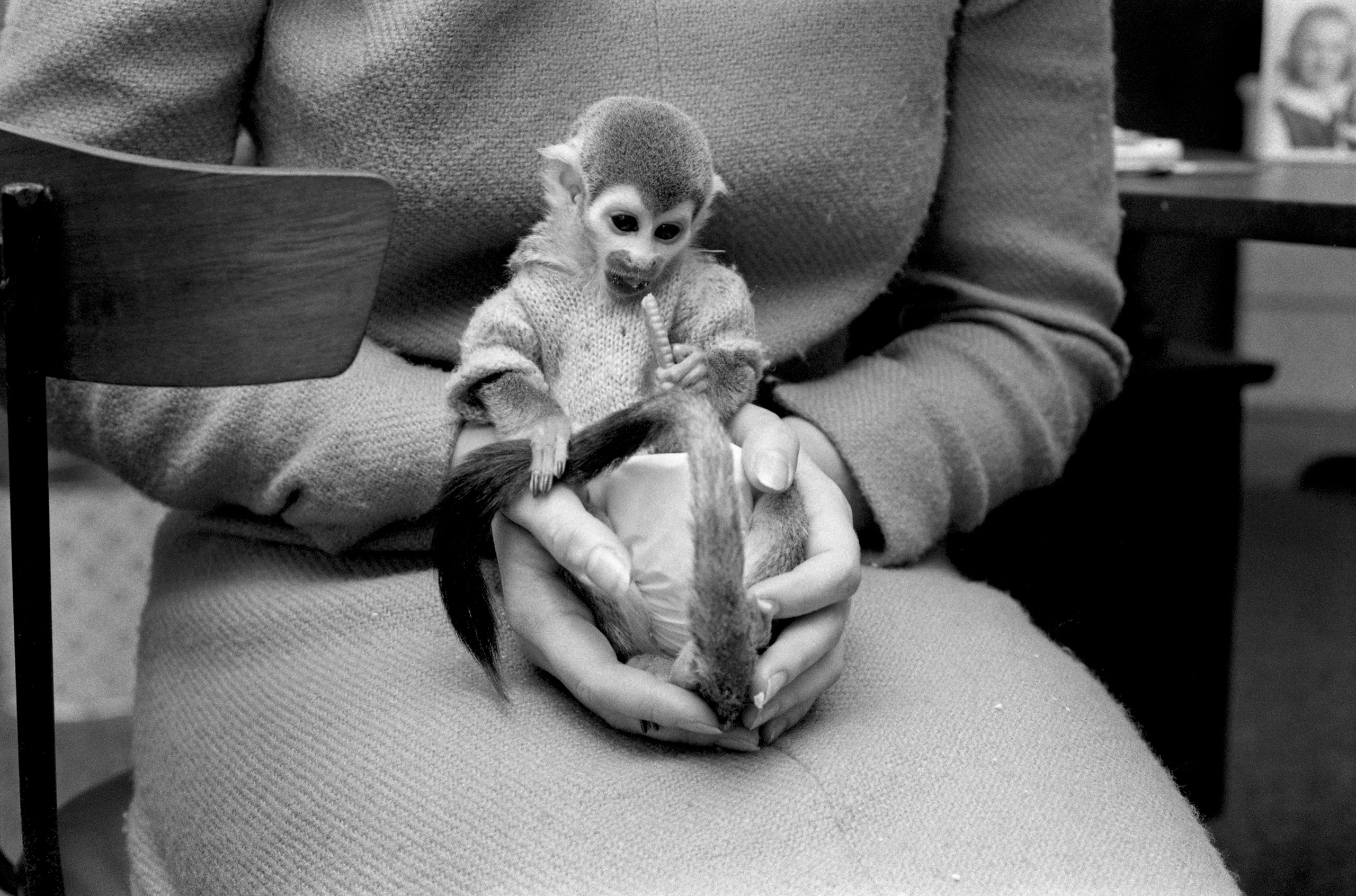 Lizou, a young squirrel monkey at the Boston chapter of the Simian Society of America, 1968. Published in  Monkey Business,  LOOK 32: 16 (Aug. 6, 1968).