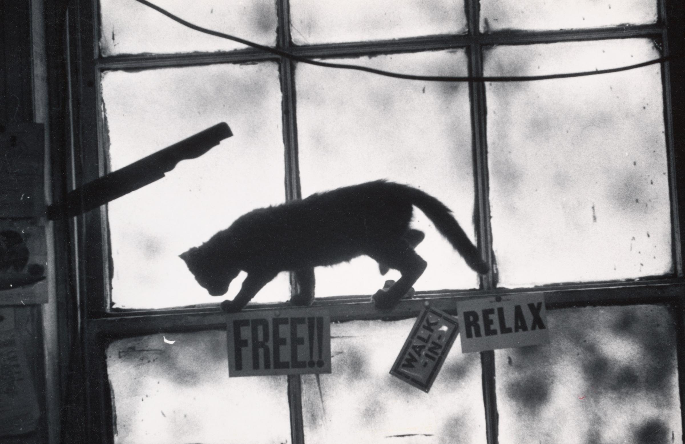 A cat in the Loft window by W. Eugene Smith circa 1957-1964.