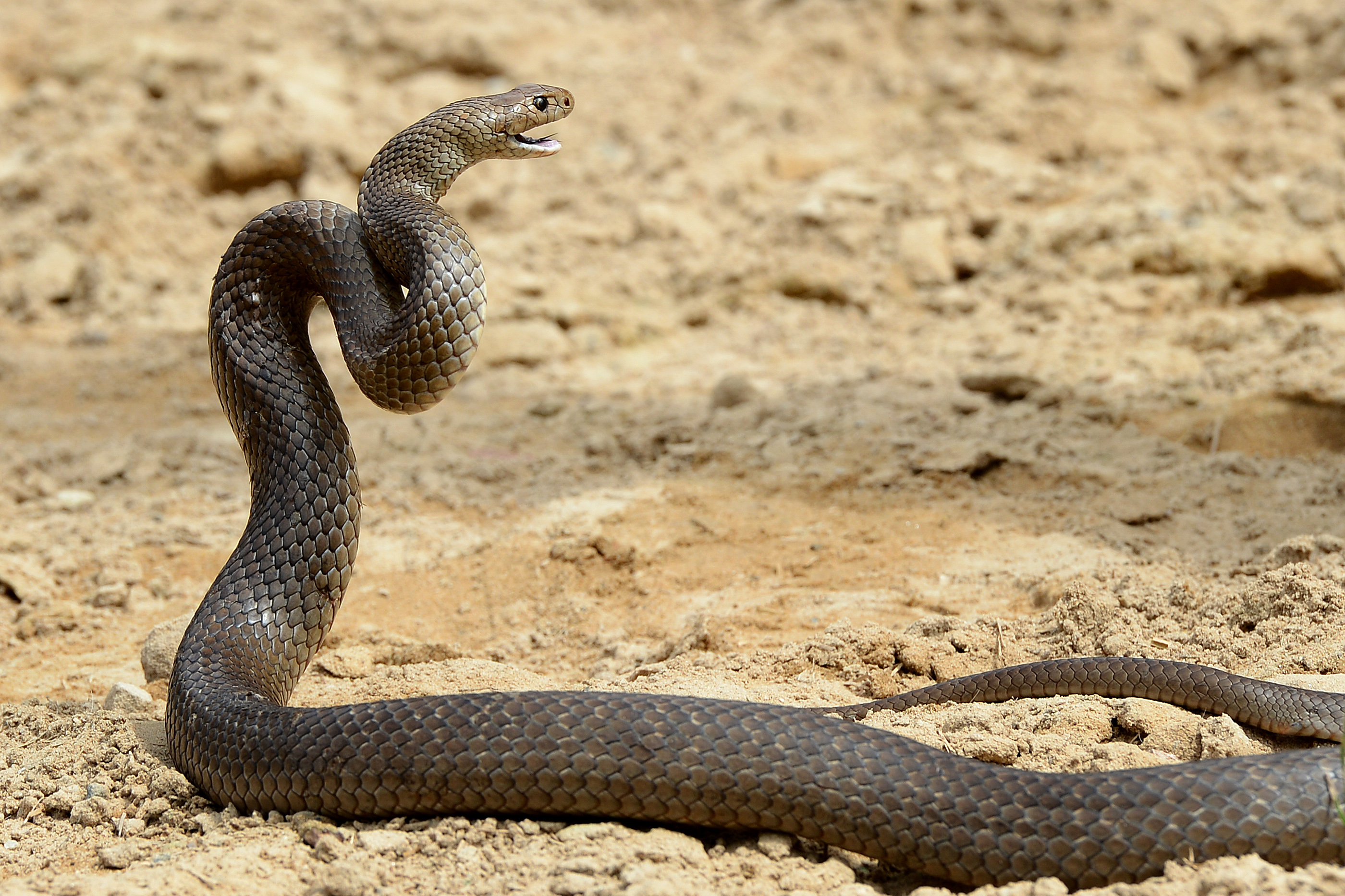 A deadly Australia eastern brown snake like this one can kill up to 20 adults. The brown rat snake found in Japan, meanwhile, was practically harmless. (William West&amp;;Getty Images)