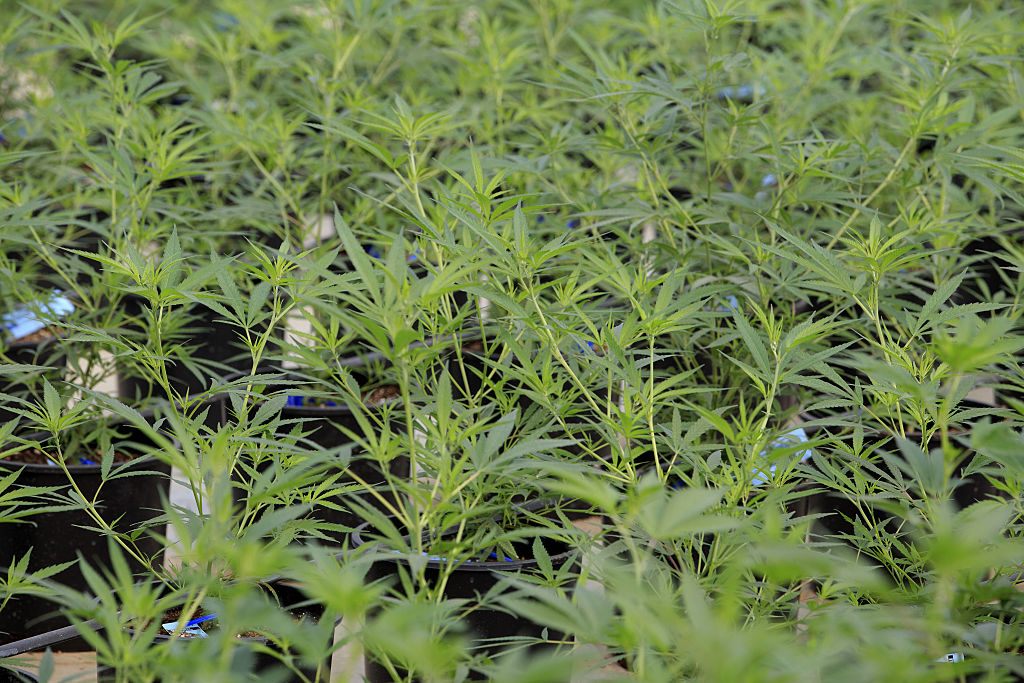 Marijuana plants grow in a greenhouse at the Los Suenos Farms facility in Avondale, Colorado, U.S., on Thursday, Feb. 25, 2016. About 938 dispensaries, which outnumber Starbucks in Colorado, in 2015 yielded $135 million in state taxes and fees, 44 percent more than a year earlier. Yet as the market enters its third year after voters legalized retail sales in 2012, officials question whether the newfound income outweighs the escalating social costs. Photographer: Matthew Staver/Bloomberg via Getty Images (Bloomberg—Bloomberg via Getty Images)