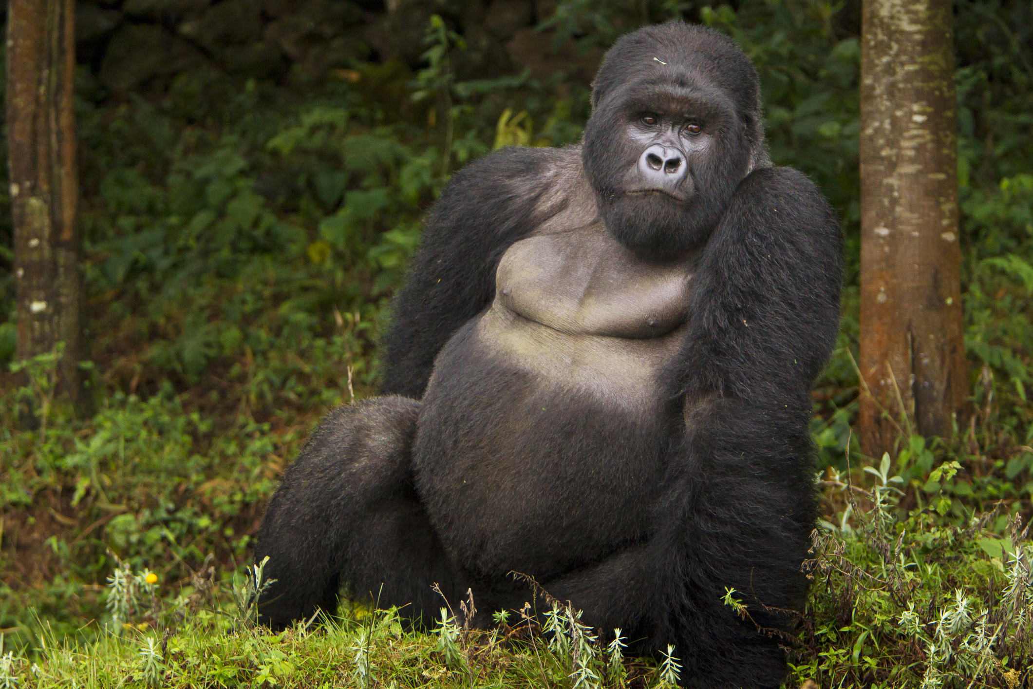 Endangered Species: Gorillas Gorillas Face Greater Threat | Time