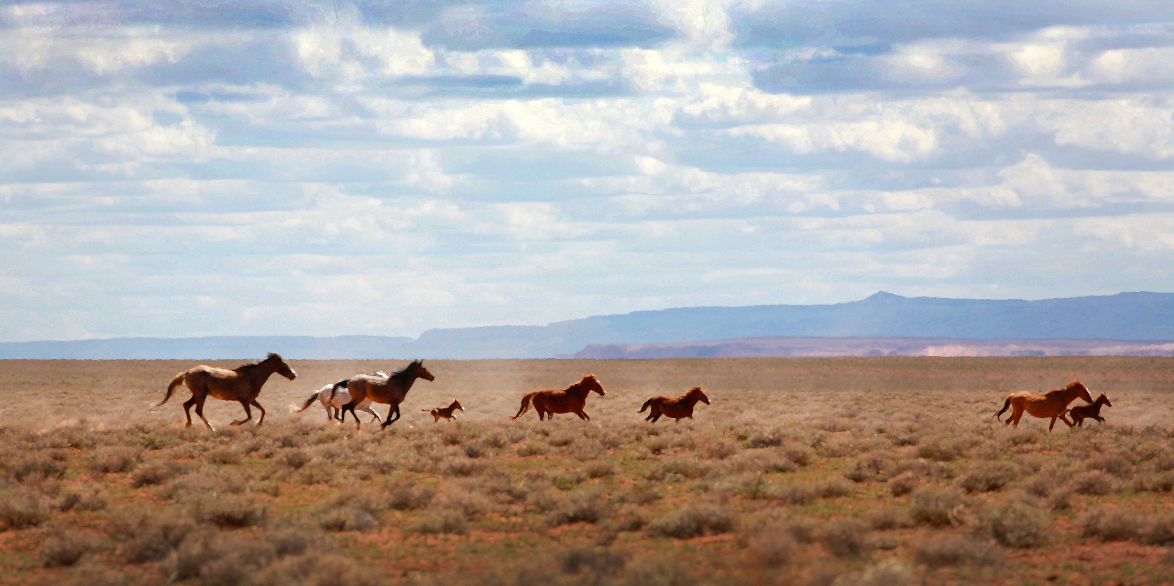 Horses and colts running wild on the Navajo Nation Indian Reservation in Arizona USA near Indian Wells (Virginia Star/ Getty Images)