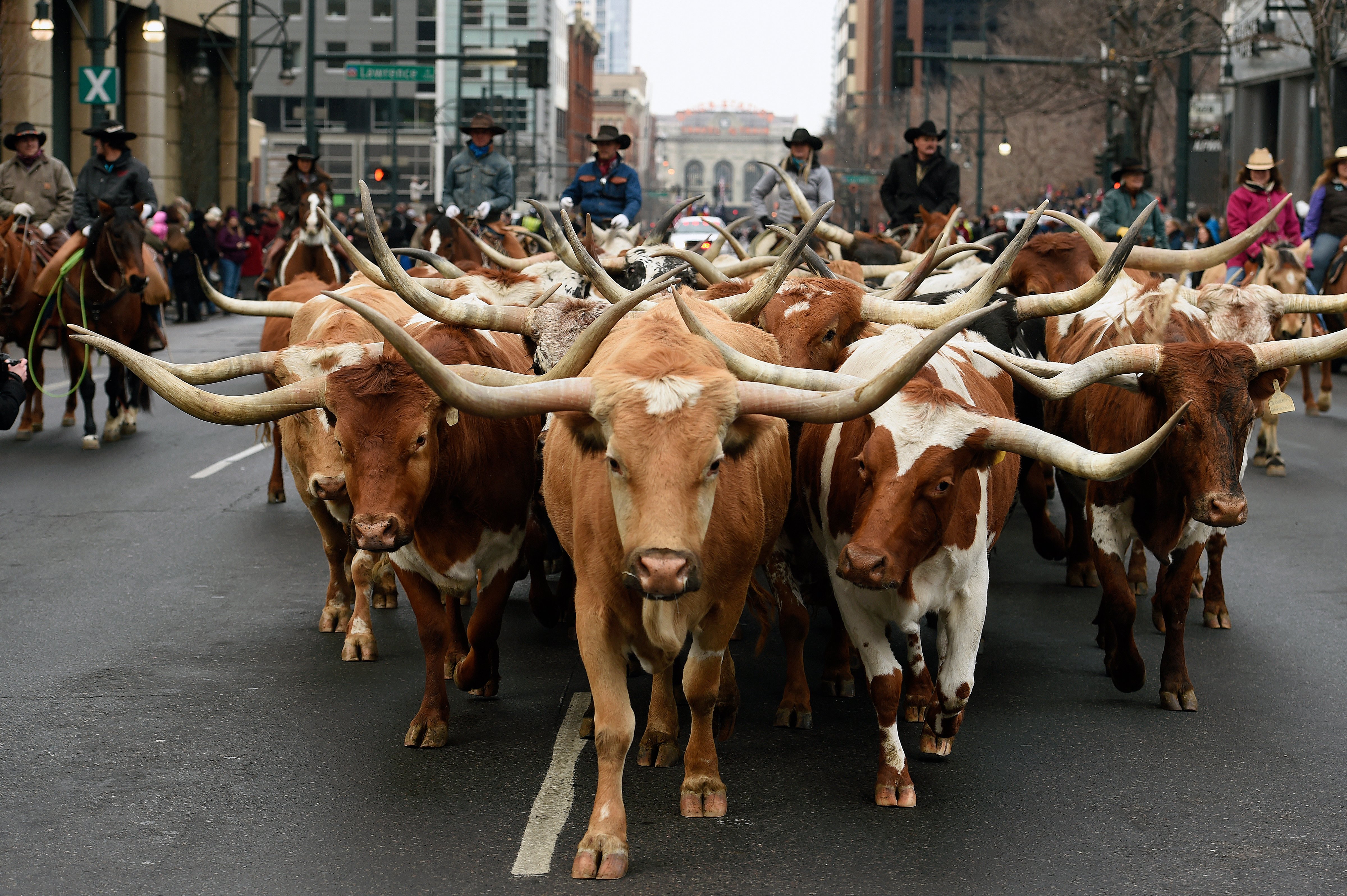 A herd of Texas Longhorn cattle, belonging to the Searle Ranch, leads the annual National Western Stock Show parade as it makes its way up 17th Avenue in Denver on Jan. 7, 2016 (Helen H. Richardson—Denver Post/Getty Images)