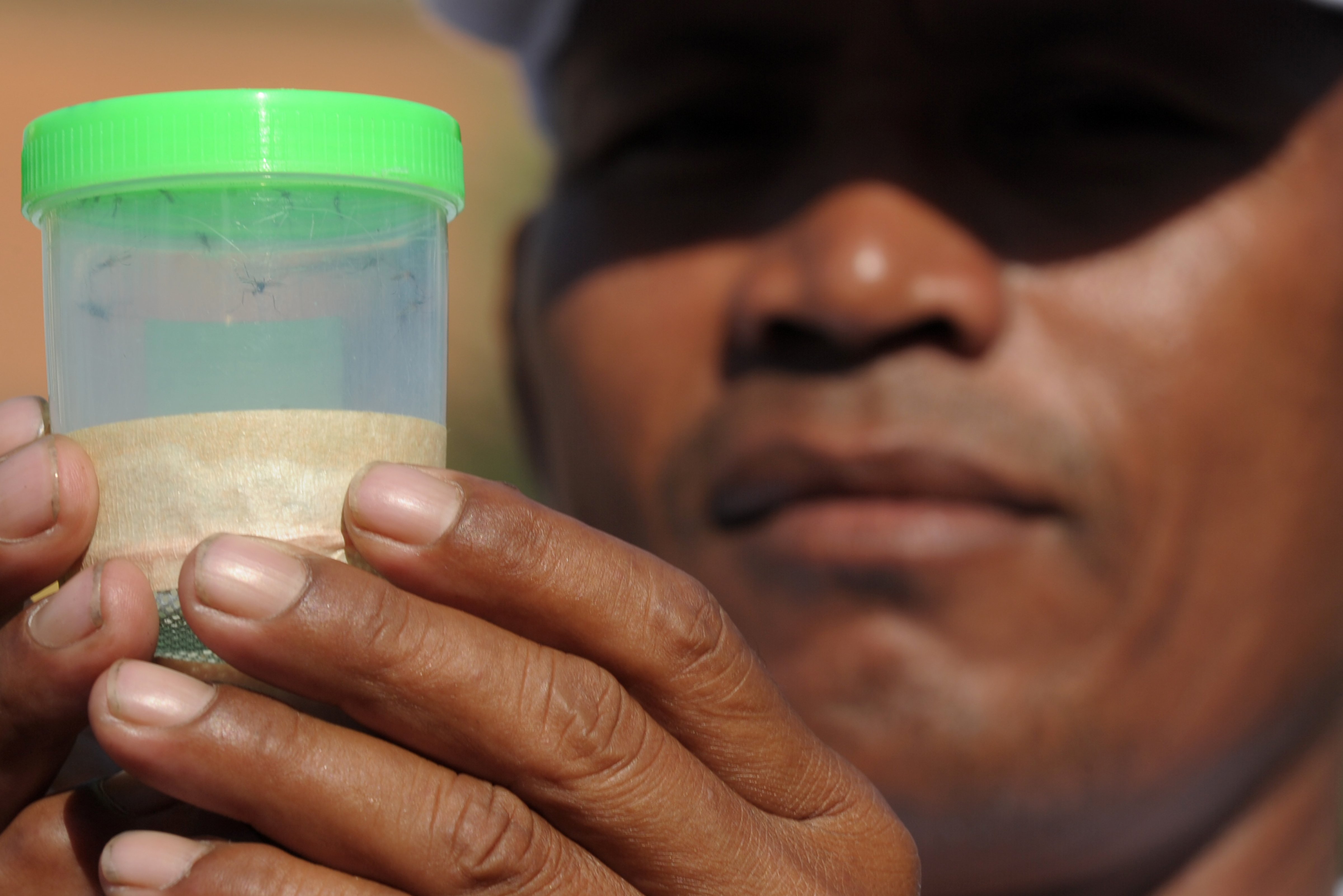 A Cambodian health official shows a bottle containing mosquitoes caught for testing in efforts to stem any outbreak of the Zika virus in Phnom Penh on Feb. 4, 2016 (Tang Chhin Sothy—AFP/Getty Images)