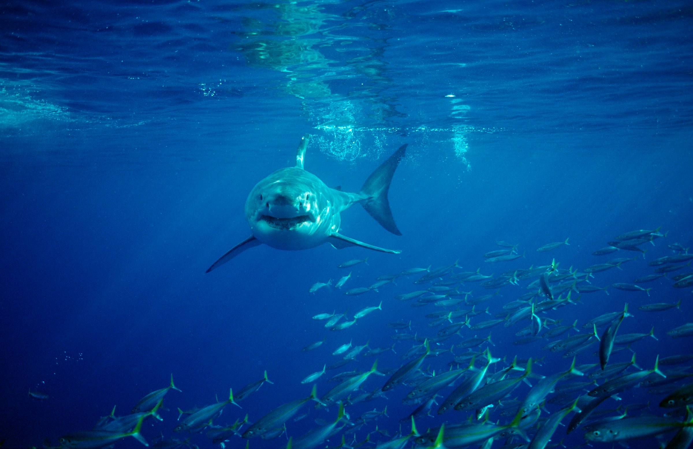 great white shark attack australia