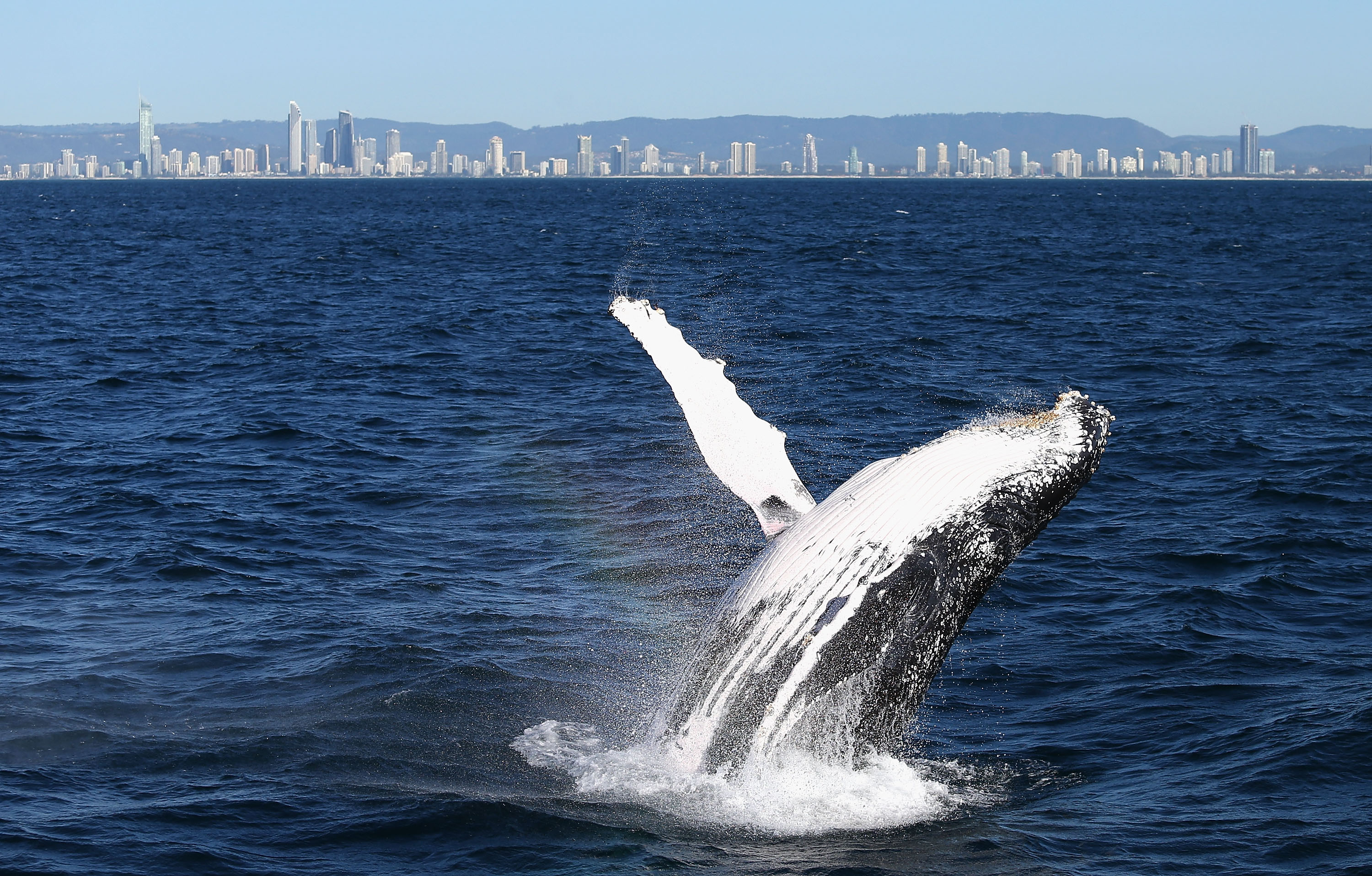 A humpback whale breaches on June 9, 2016 in Gold Coast, Australia. (Jason McCawley&mdash;Getty Images)