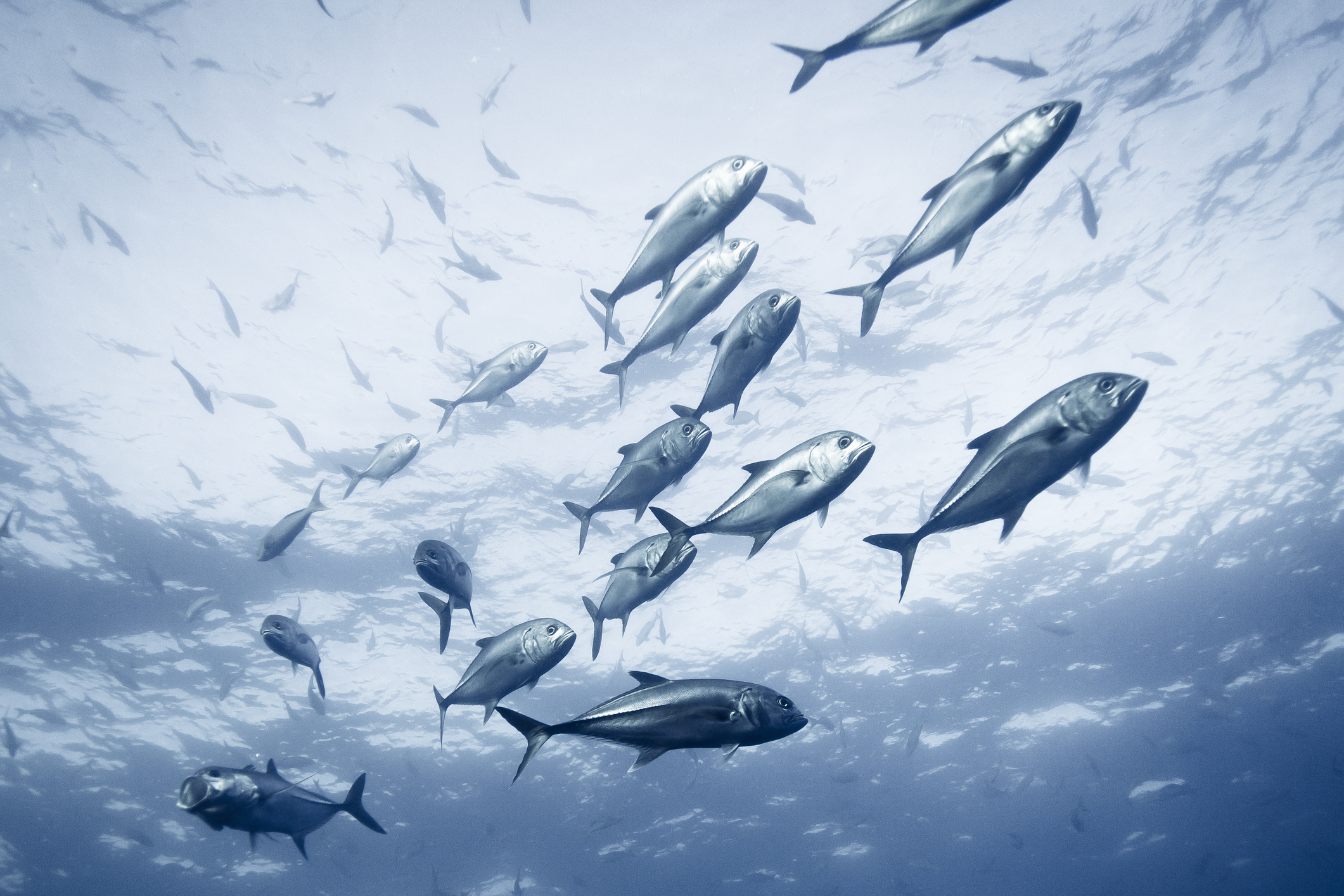 A school of fish swimming together underwater in the sea (Noel Hendrickson—Getty Images)