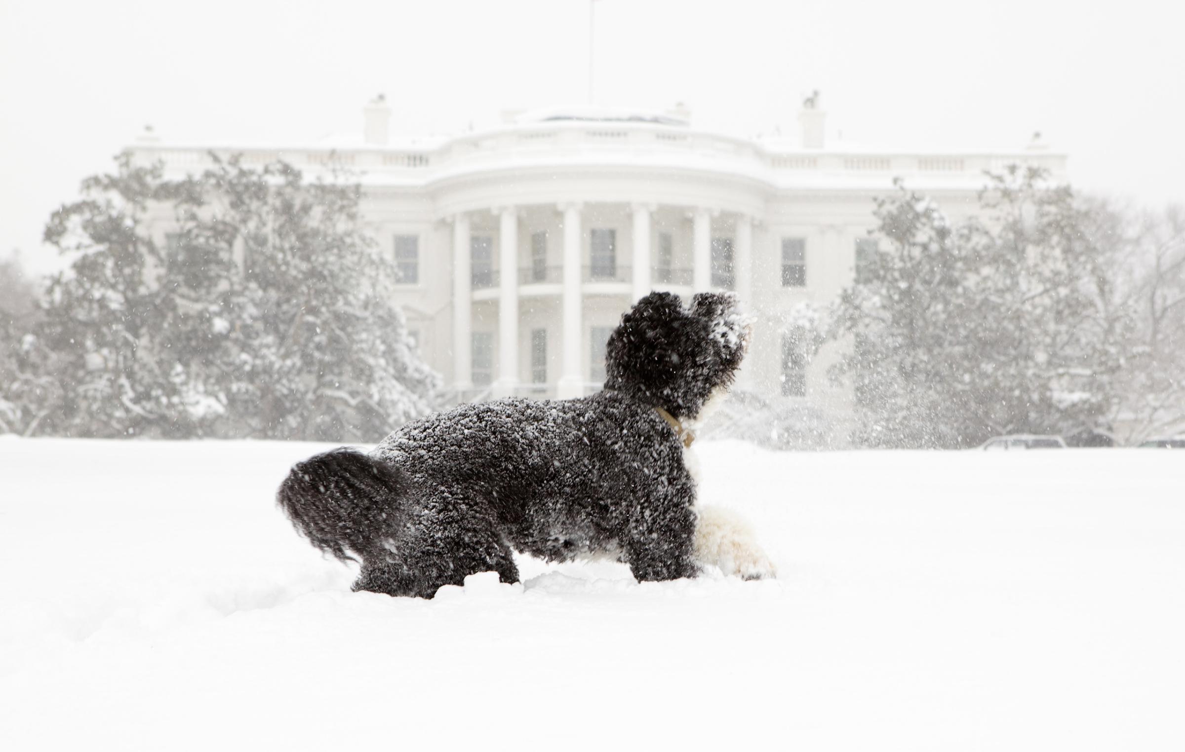 Bo, the Obama's family pet, plays in the snow during a blizzard on the south grounds of the White House, Feb. 10, 2010.