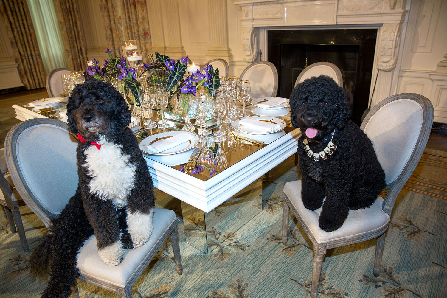 Obama family pets Bo, left, and Sunny sit at a table in the State Dining Room of the White House, Feb. 10, 2014. The table settings will be used at the State Dinner for President François Hollande of France.