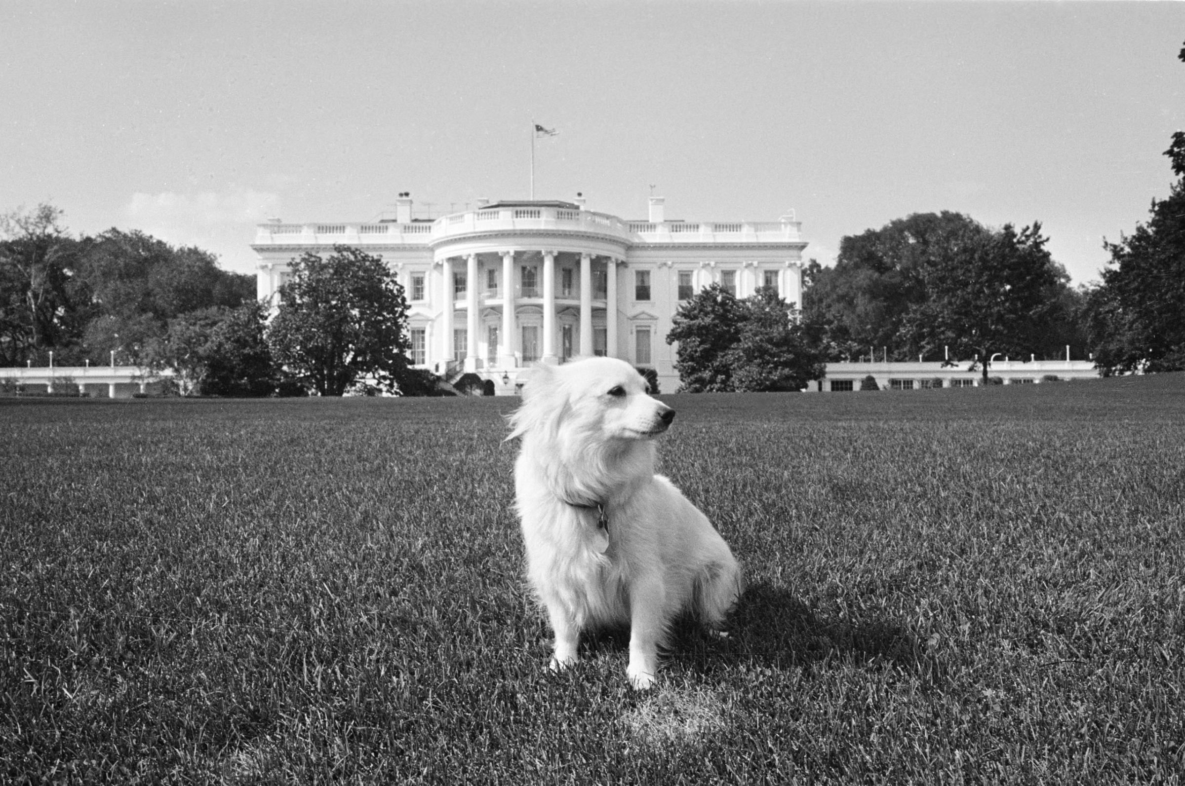 Pushinka, a gift to Presdient John F. Kennedy from Soviet Premier Nikita Khrushchev, stands on the White House lawn, Aug. 14, 1963, while the rest of the family's dogs vacation with the first family at Cape Cod. Pushinka is the offspring of Soviet space dog Stelka.