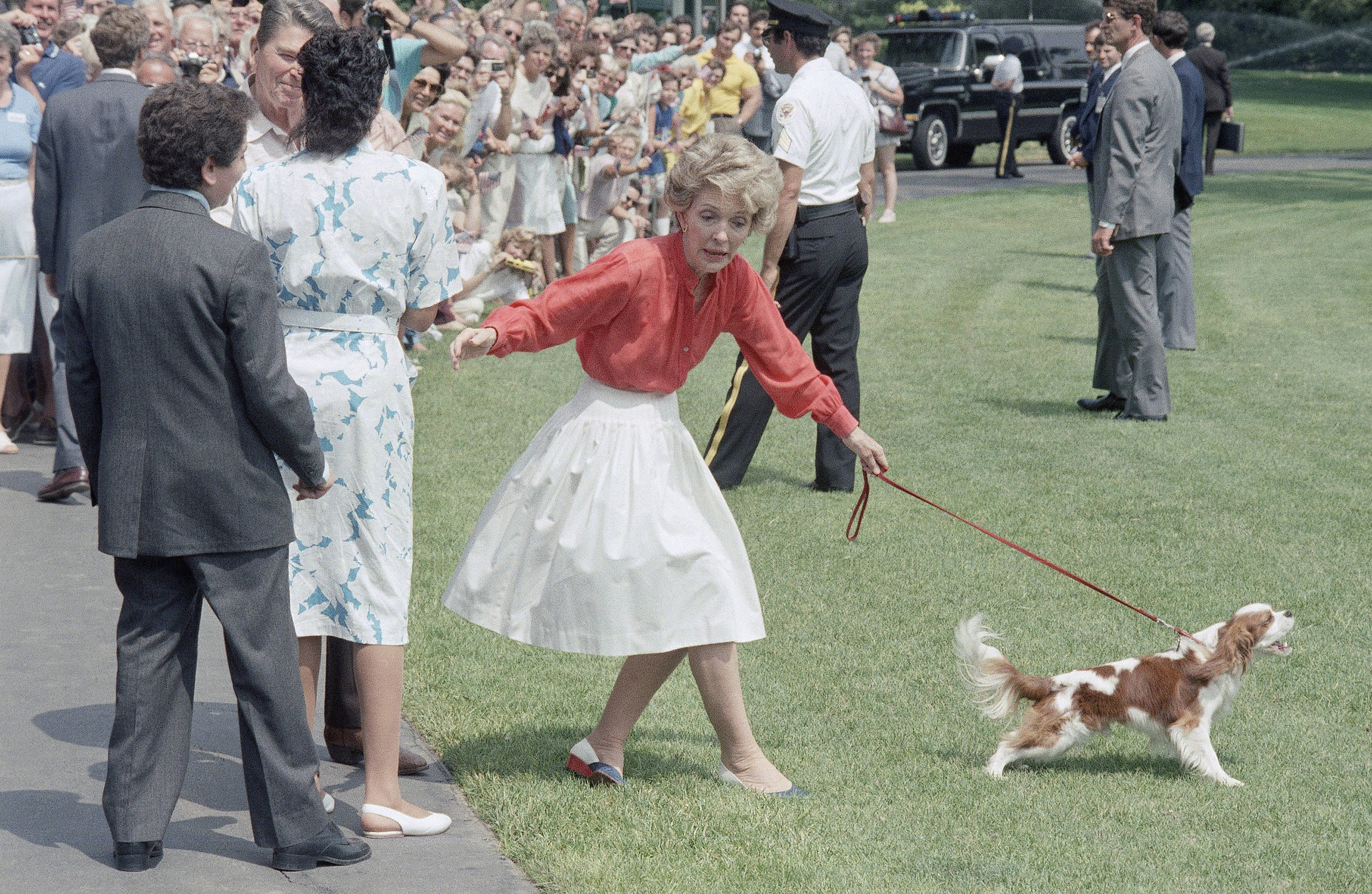 First Dog, Rex, pulls first Lady, Nancy Reagan, off balance as she and President Reagan were departing the White House to board a helicopter to fly to Camp David, Maryland, for the weekend, June 13, 1986.
