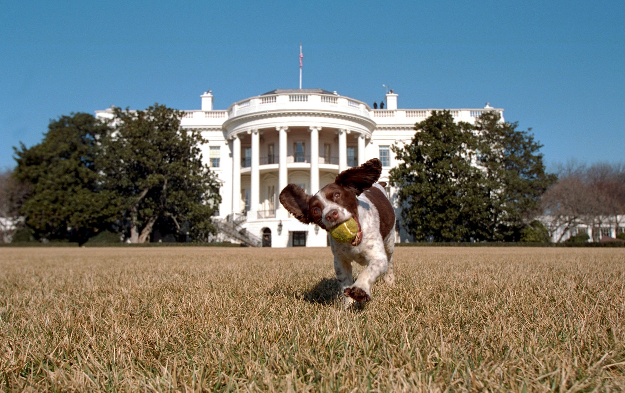 George W. Bush's dog, Spot, an English Springer Spaniel, plays on the south lawn of the White House on Jan. 23, 2001. Spot is the offspring of Millie, who was former President George Bush's family dog.