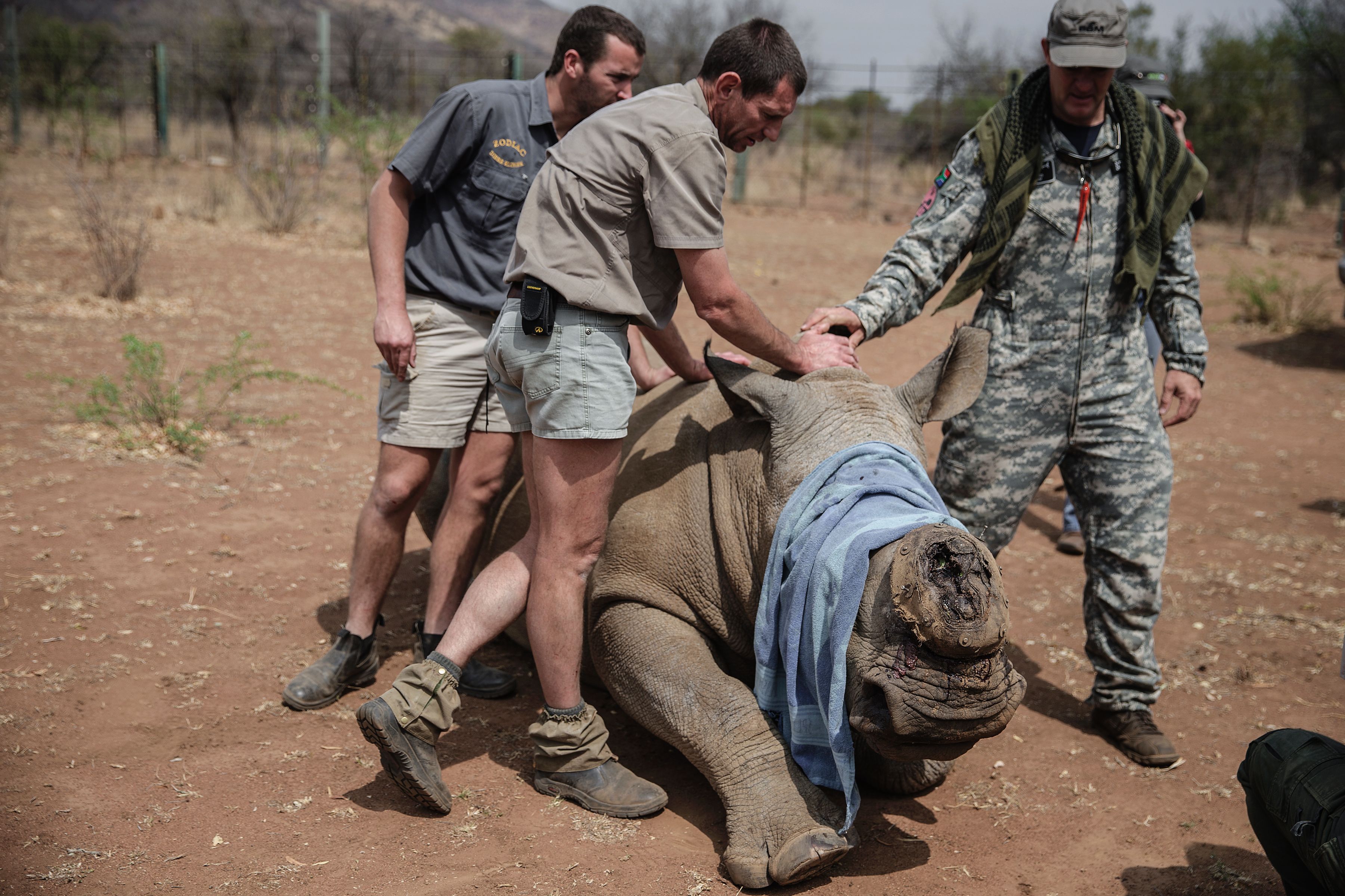 A veterinary from Saving the Survivors and RHINO911 crew attend to a previously wounded Rhino during an operation of RHINO911 Non Governamental Organization at the Pilanesberg National Park in the North West province, South Africa, on Sept. 19, 2016. (Gianluigi Guercia—AFP/Getty Images)