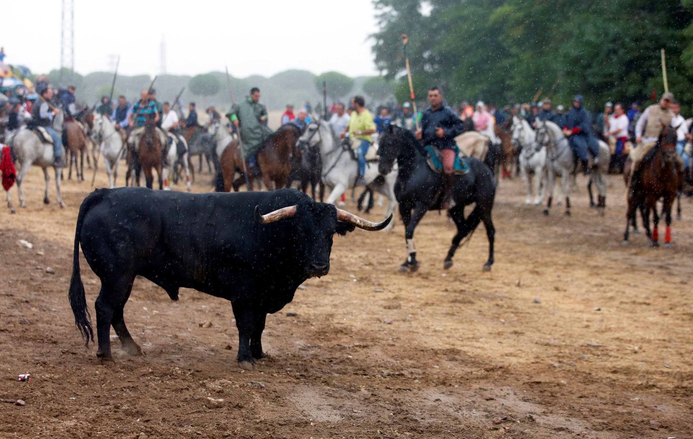A bull, named "Pelado", stands beside horsemen during the Toro de la Pena, formerly known as Toro de la Vega festival, in Tordesillas