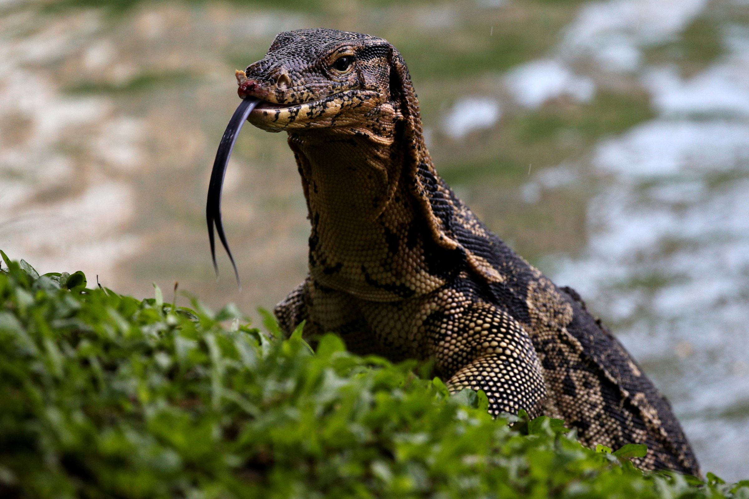 A monitor lizard is pictured at Lumpini park in Bangkok