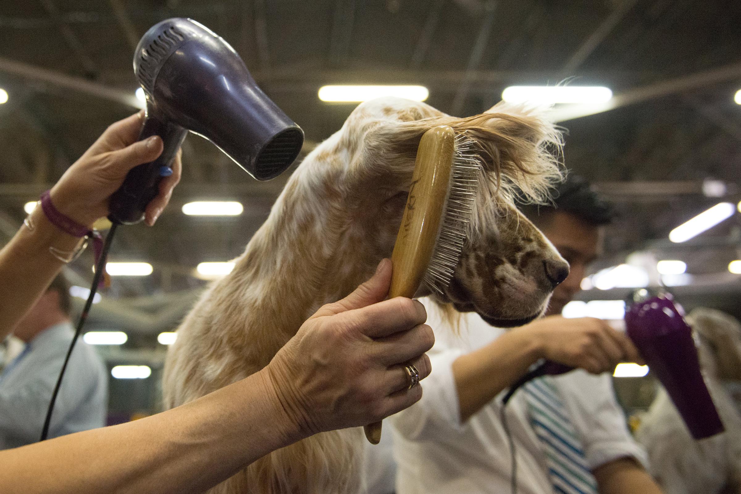 An American Cocker Spaniel gets its fur blown by a hair dryer in the grooming area on the second day of the 140th annual Westminster Kennel Club dog show in New York City on Feb. 16, 2016.