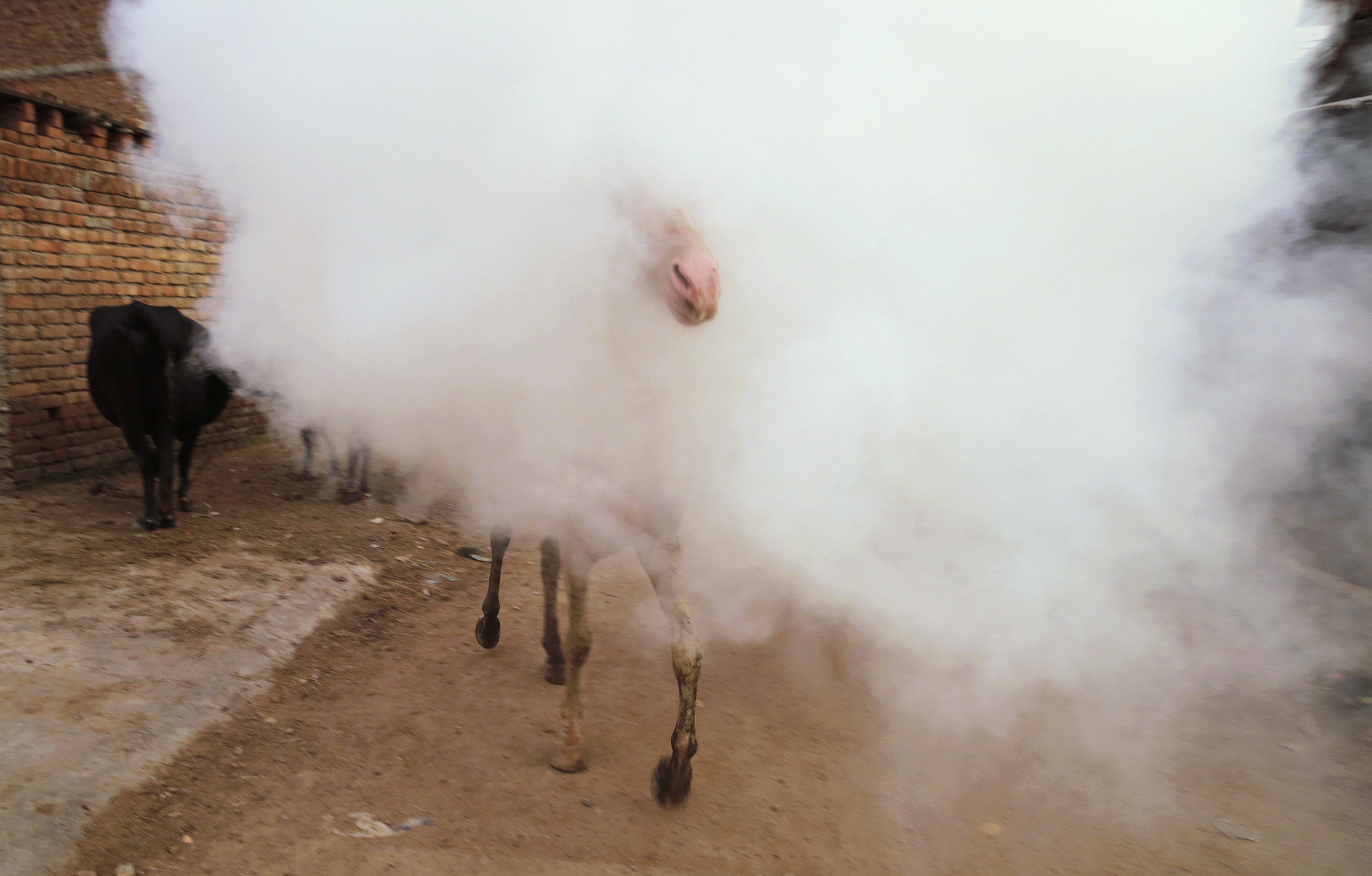 A horse makes its way through a cloud of smoke rising from fumigation being done to prevent mosquito-borne diseases in Allahabad, India, on Sept. 9, 2016.