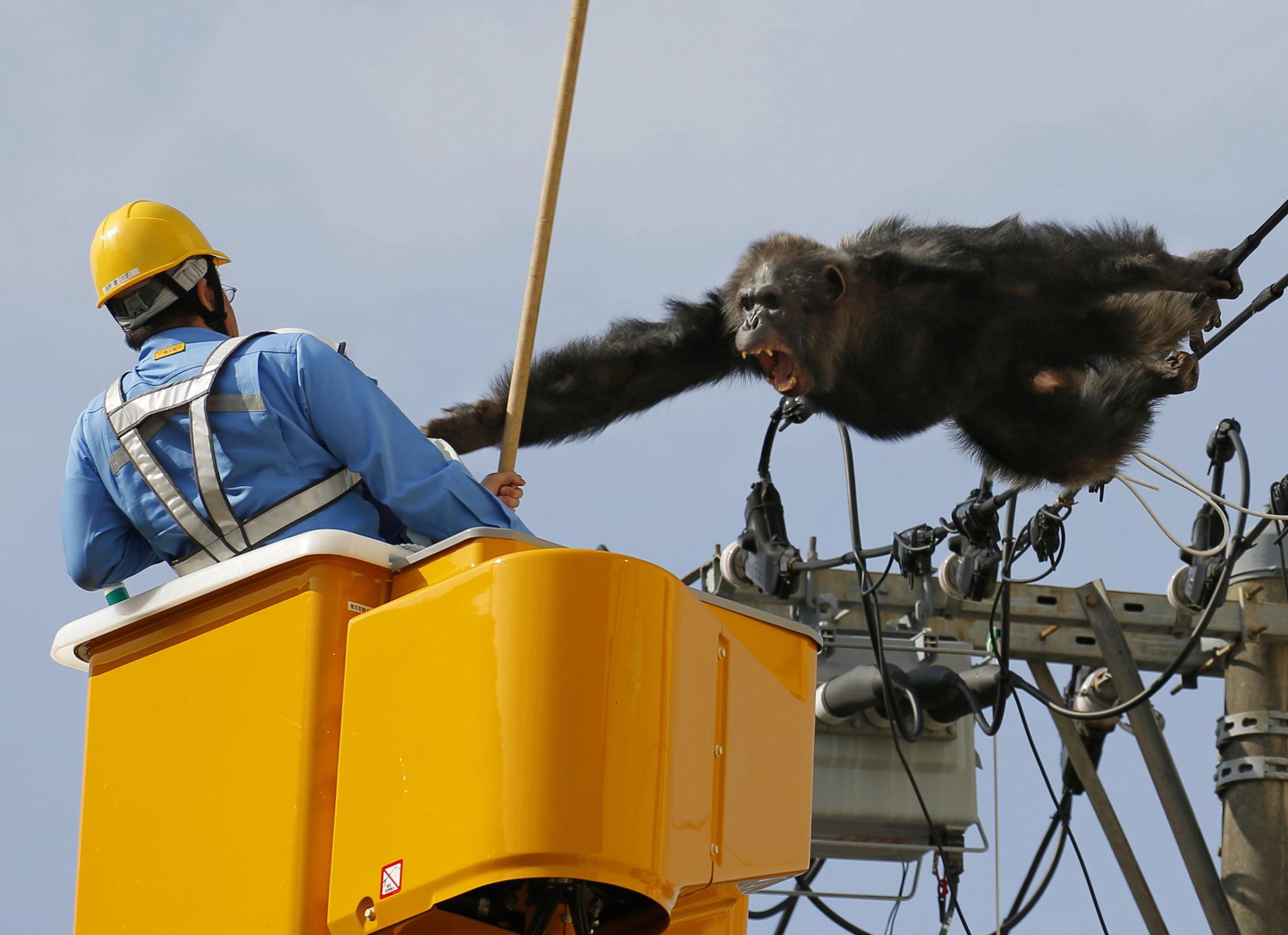 Male chimpanzee Chacha screams at a man trying to capture him on power lines in a residential area of Sendai, Japan, on April 14, 2016.