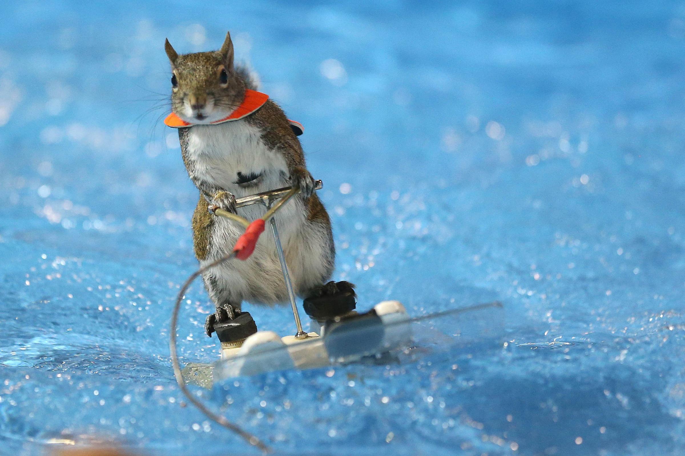 Twiggy the Water Skiing Squirrel gets in some practice runs before her shows at the Toronto International Boat Show in Toronto, Canada, on Jan. 7, 2016.