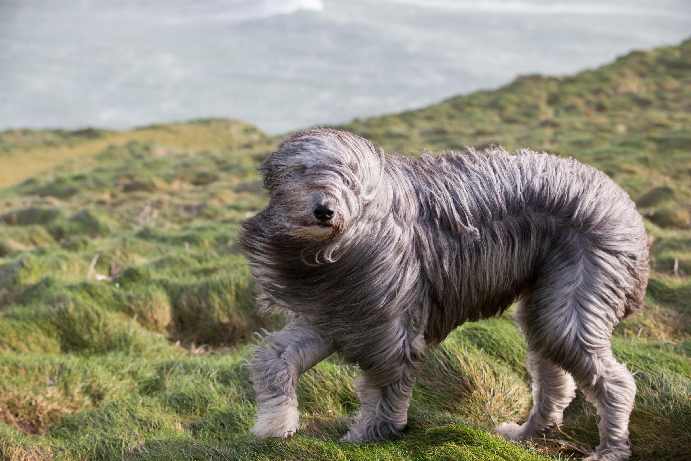 Bruno, a bearded collie cross, walks in the wind in Newquay in Cornwall, England, on Feb. 8, 2016.