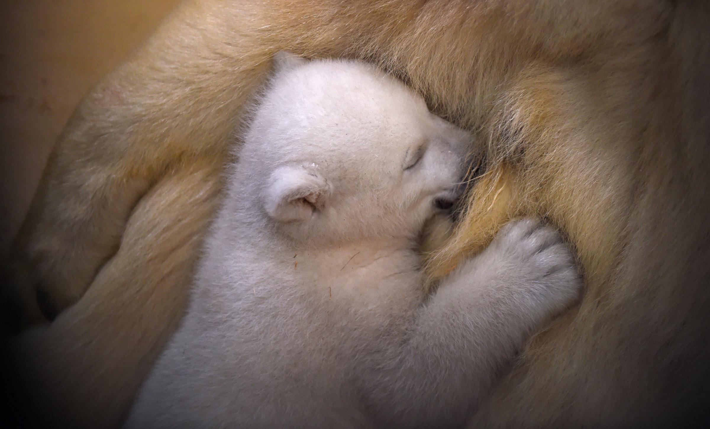 A female baby polar bear is fed by her mother in Bremerhaven, Germany, on March 9, 2016.