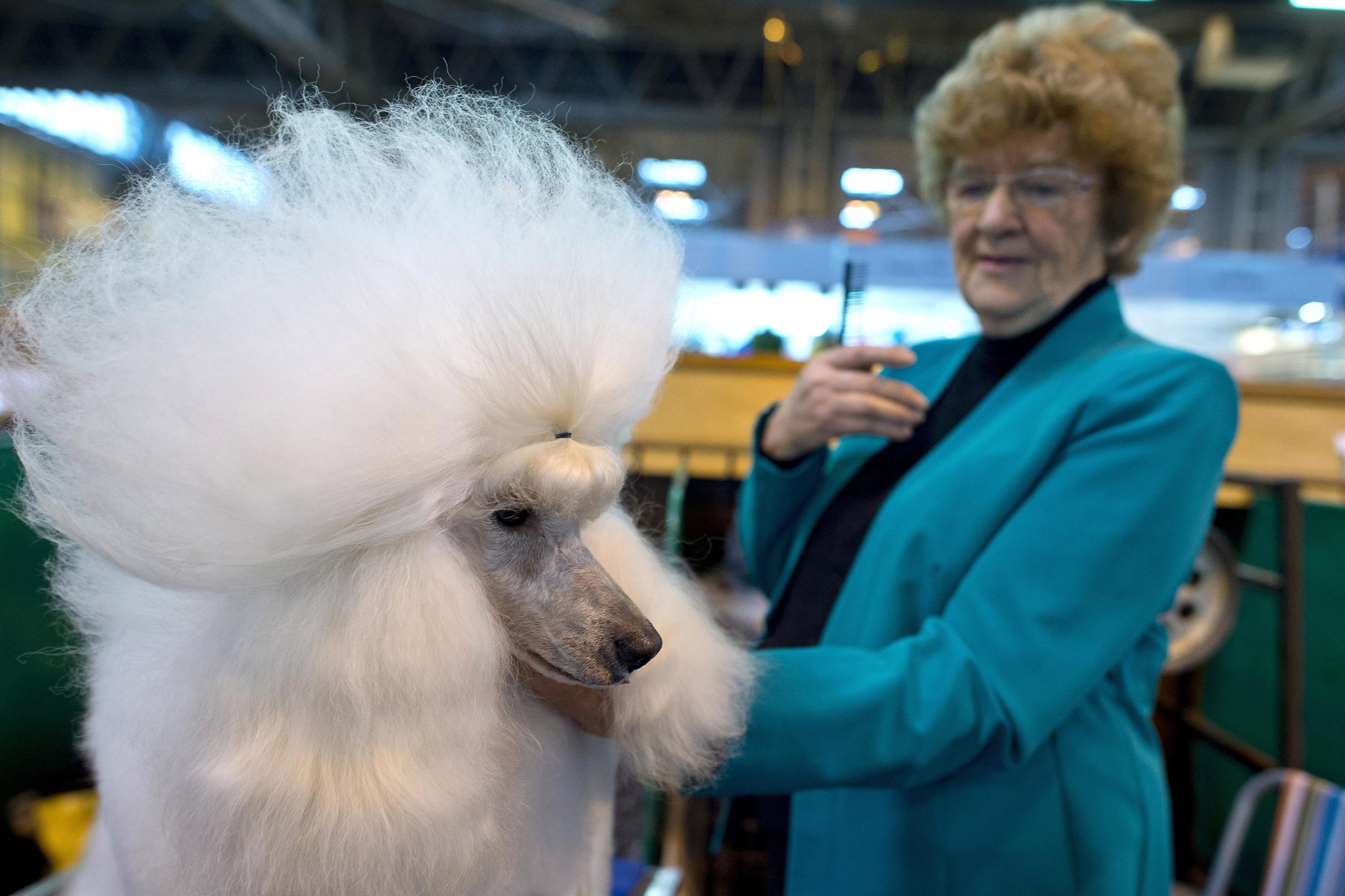 A poodle is groomed by its owner on the first day of Crufts Dog Show in Birmingham, England, on March 10, 2016.