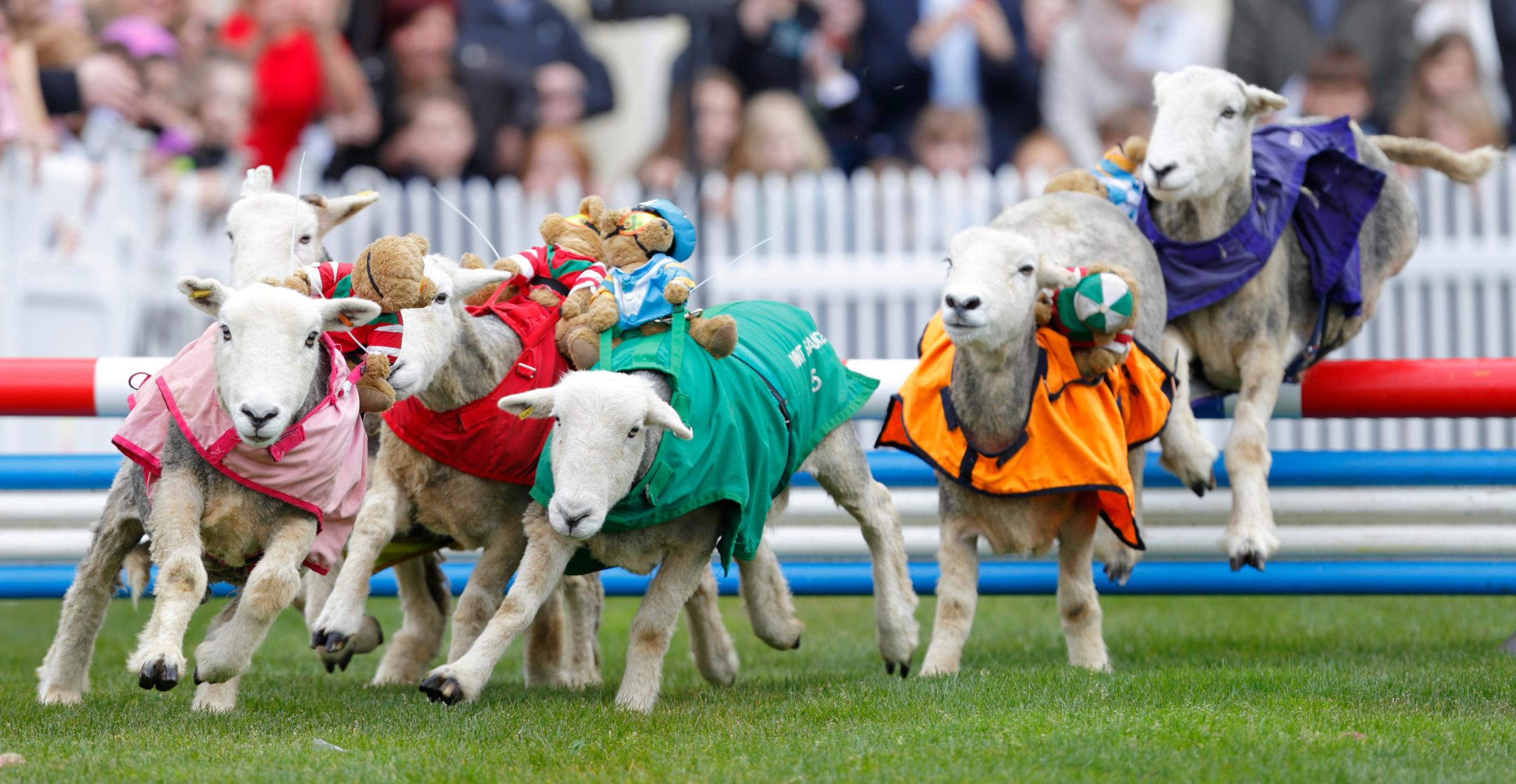 Sheep take part in the "Lamb National" race during the Prince's Countryside Fund Raceday at Ascot Racecourse in Ascot, England, on April 3, 2016.