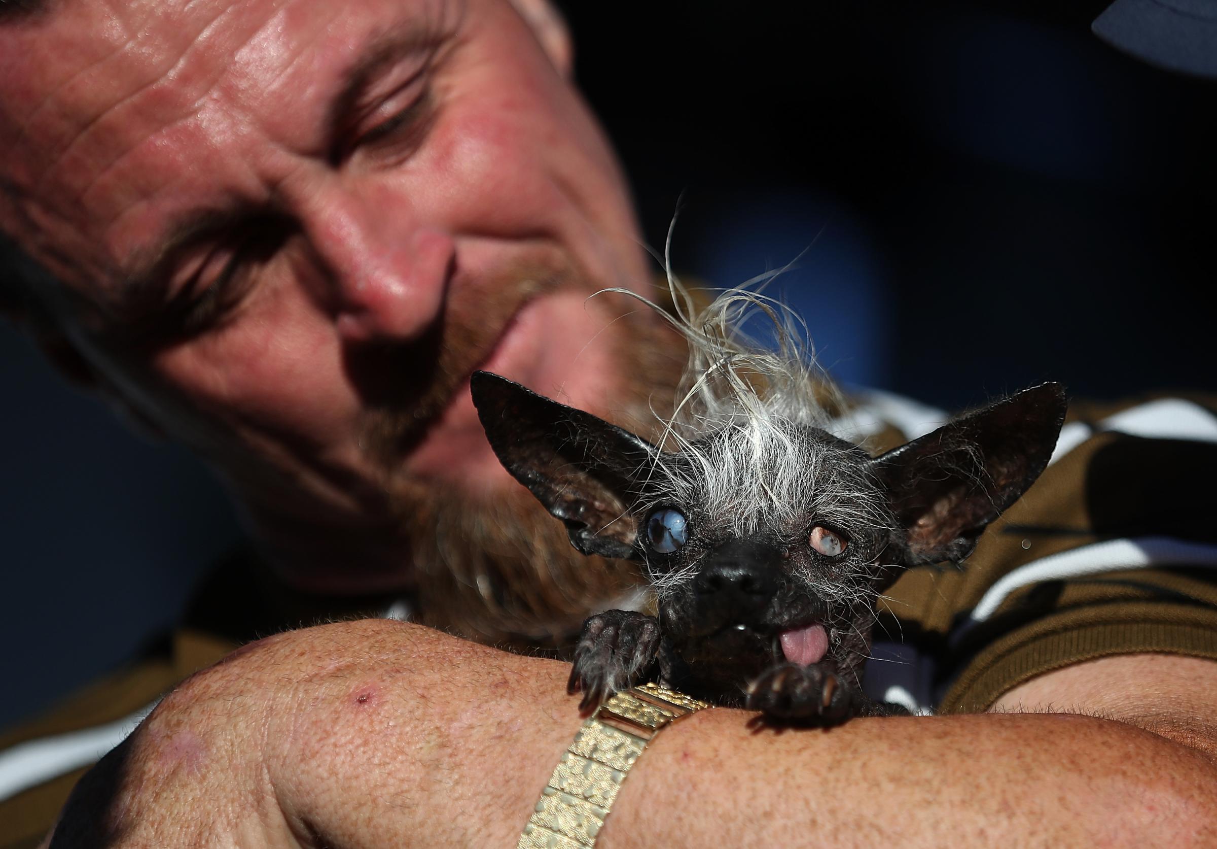 Jason Wurtz of Van Nuys, Calif., holds his dog Sweepee Rambo after winning the 2016 World's Ugliest Dog contest at the Sonoma-Marin Fair in Petaluma, Calif., on June 24, 2016.