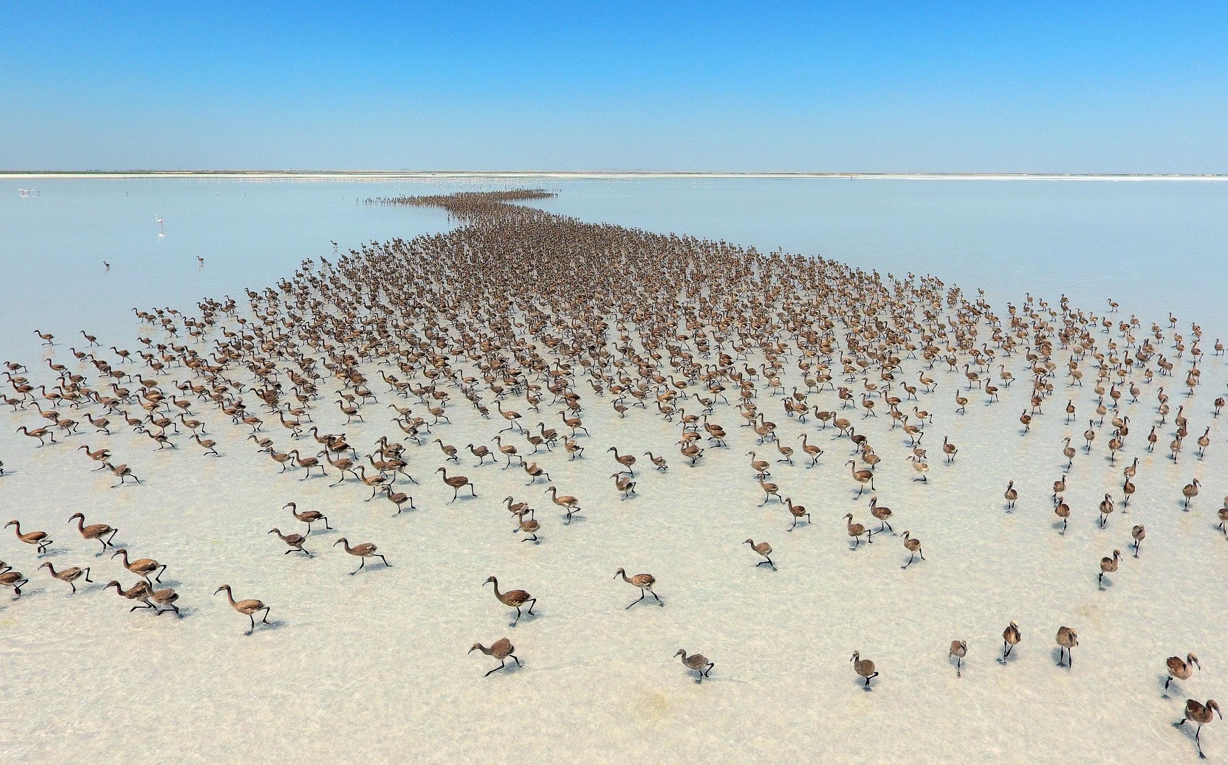 Flamingos after thousands of flamingo chicks have emerged from their nests at Salt Lake, which is home to the biggest flamingo colony in Turkey and the Mediterranean basin, in Aksaray, Turkey, on June 28, 2016.