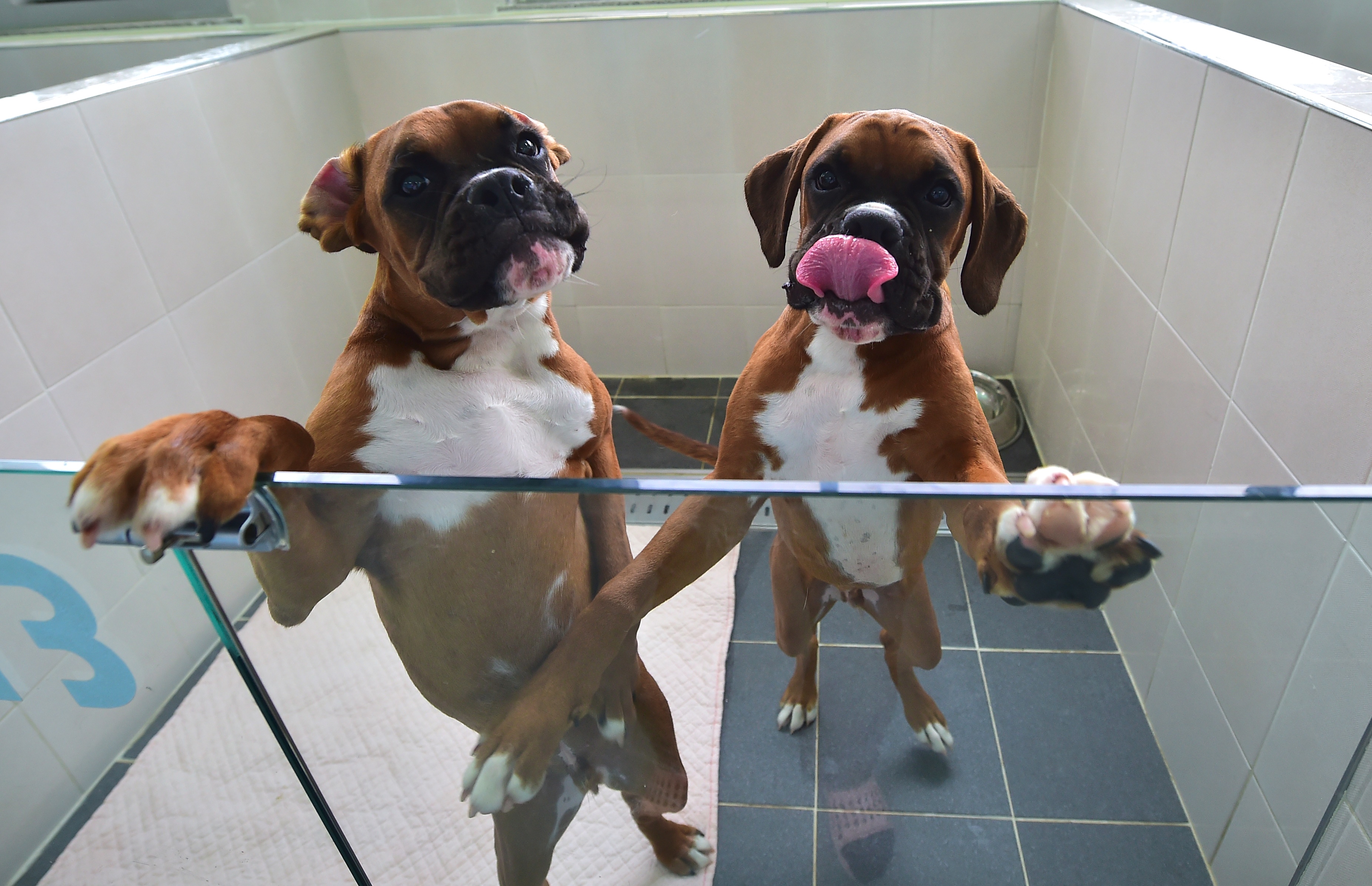 Cloned dogs in a glass-fronted pen at a care room of the Sooam Biotech Research Foundation, a world leader in pet cloning, in Seoul, on June 29, 2016.
