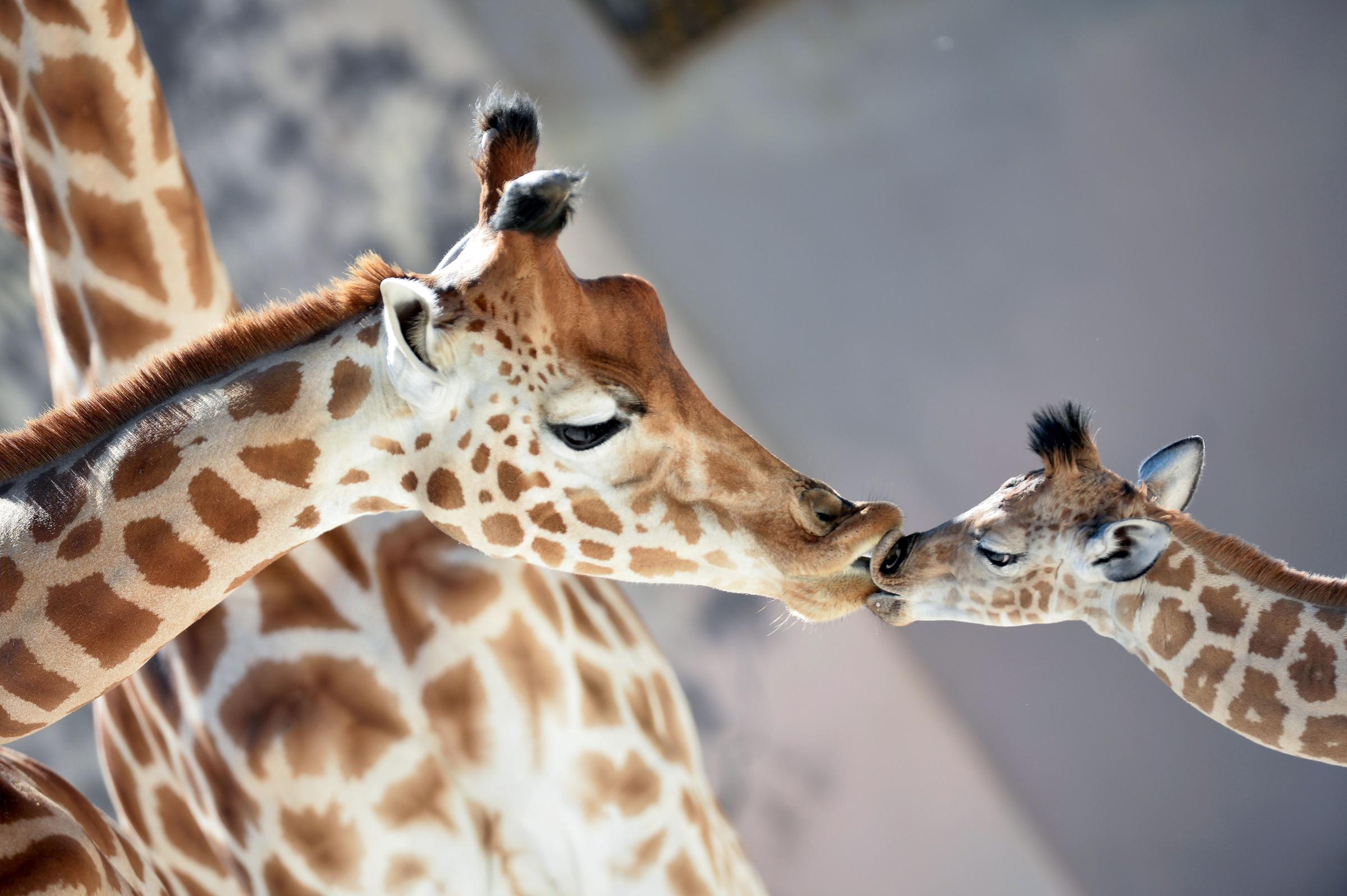A baby giraffe of Niger named Kenai, right, born on Aug. 25, 2016, kisses his mother Dioni at the zoo of La Fleche, northwestern France, on on Aug. 31, 2016.