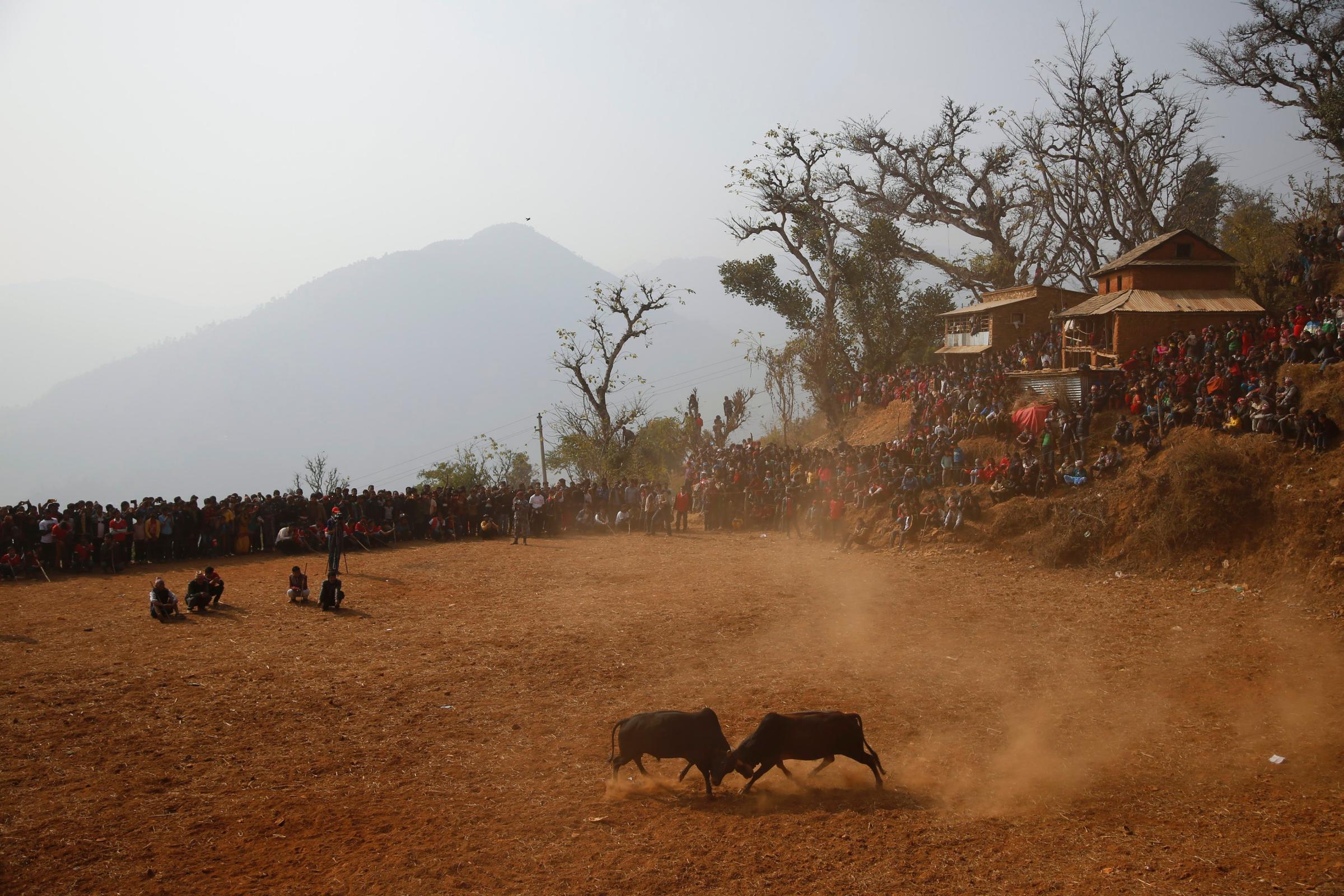 Villagers watch as bulls fight during the Maghesangranti festival at Talukachandani village in Nuwakot district near Kathmandu, Nepal, on Jan. 15, 2016.