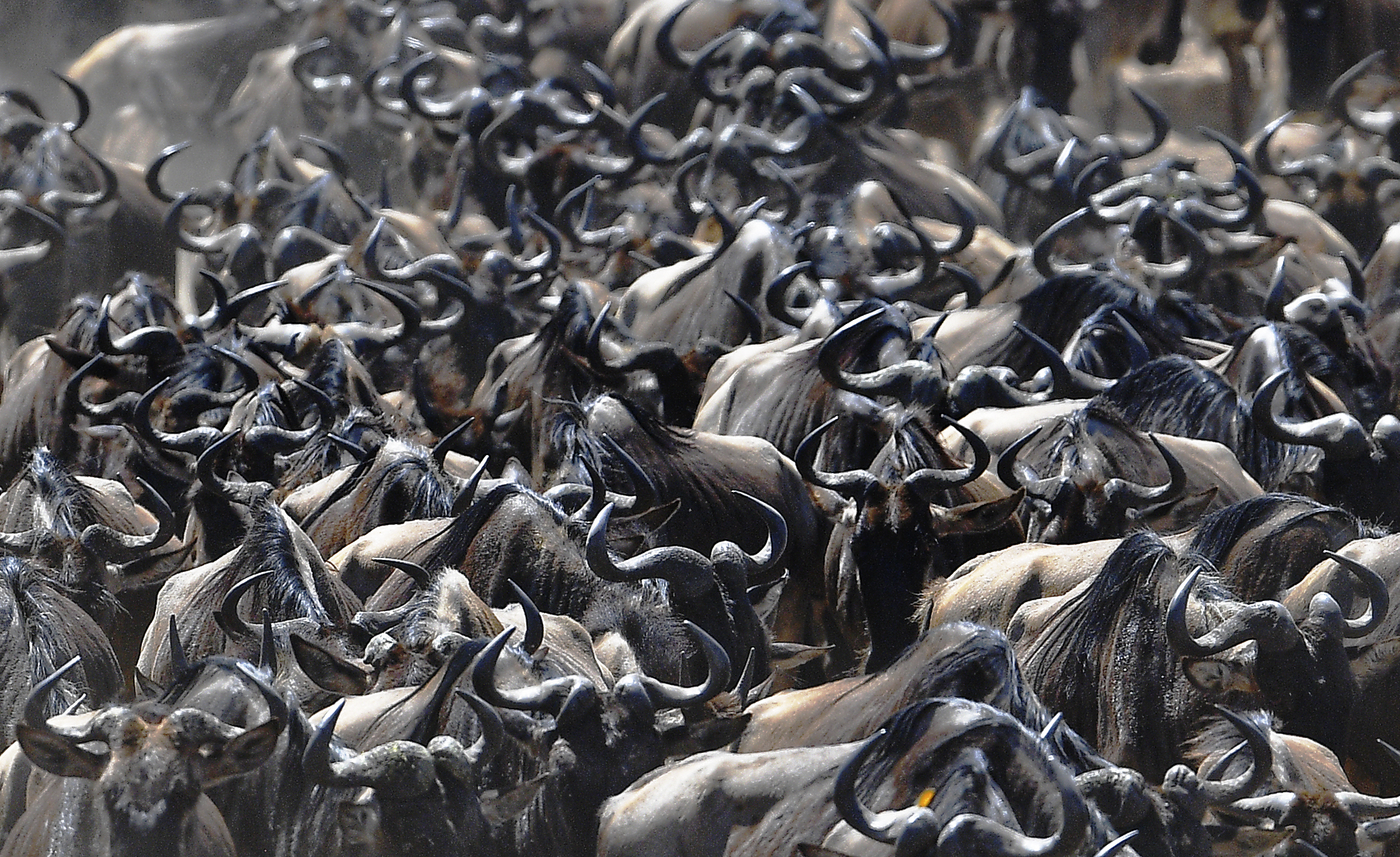 A wildebeest herd is pictured during the annual wildebeest migration on the Maasai Mara National Reserve, Kenya, on Sept. 13, 2016.