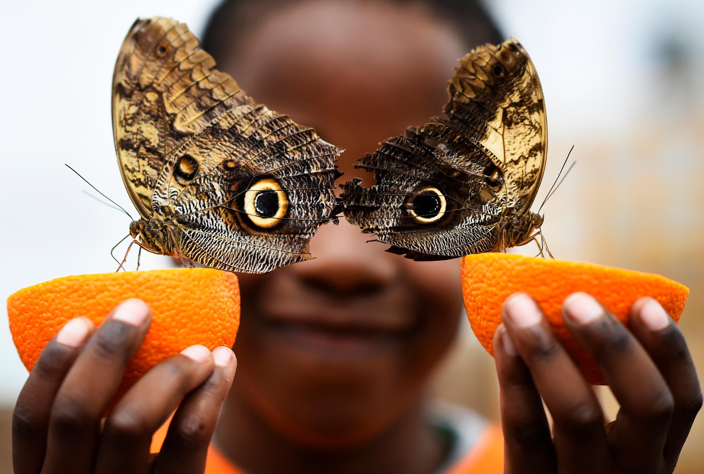 Bjorn, aged 5, smiles as he poses with a owl butterfly during an event to launch the Sensational Butterflies exhibition at the Natural History Museum in London, on March 23, 2016.