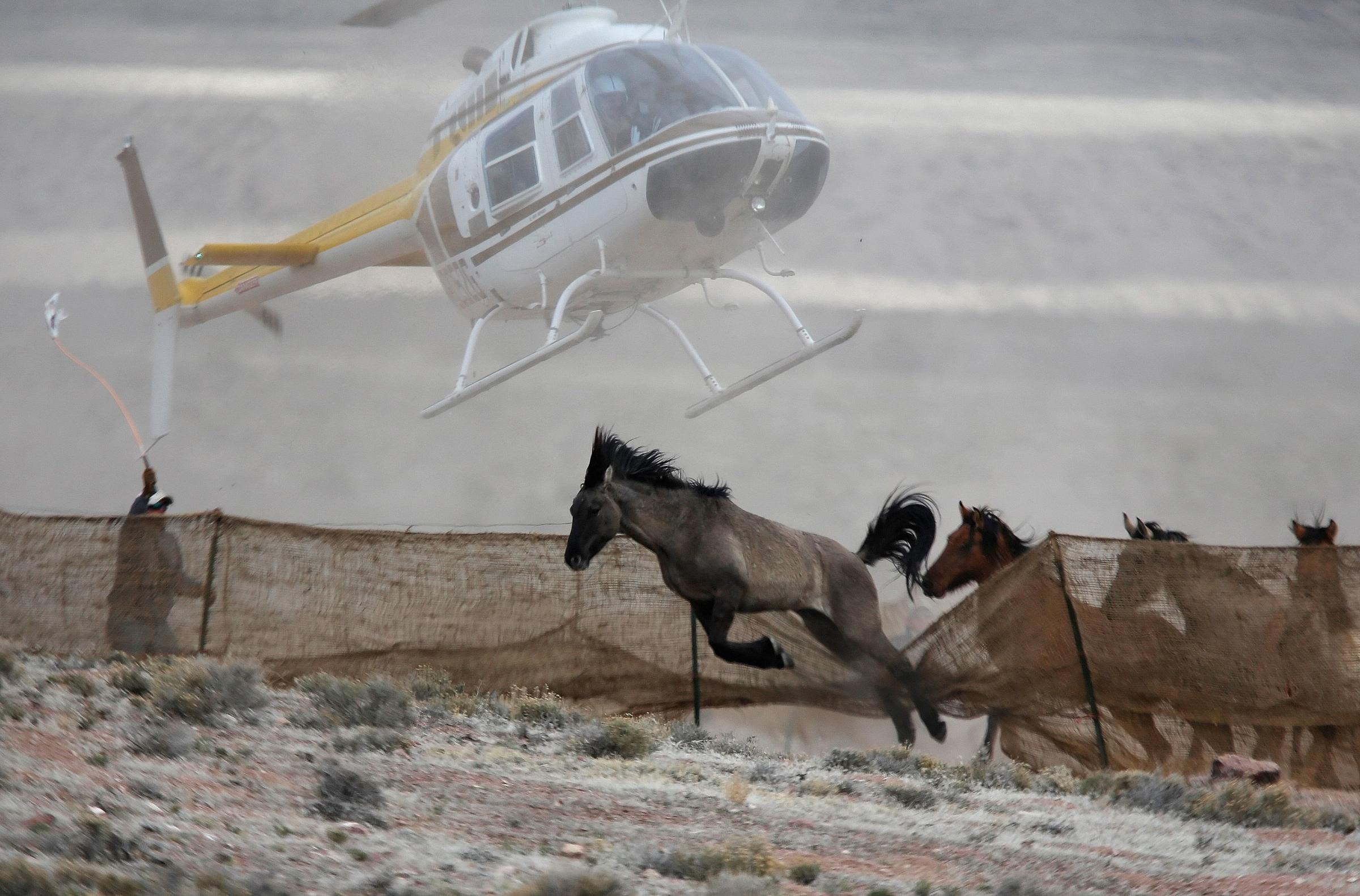 Several wild horses escape as a helicopter is used by the Bureau of Land Management to gather wild horses into a trap along Highway 21 near the Sulphur Herd Management Area south of Garrison, Utah, on Feb. 26, 2015.