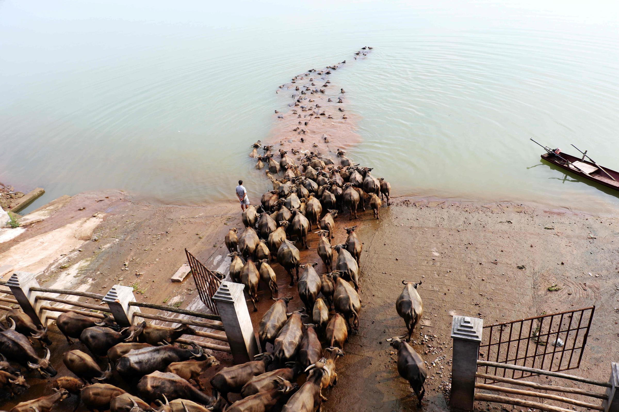 A man watches buffalos cross a river as they head to another grazing area in Nanchong, China, on Aug. 10, 2016.