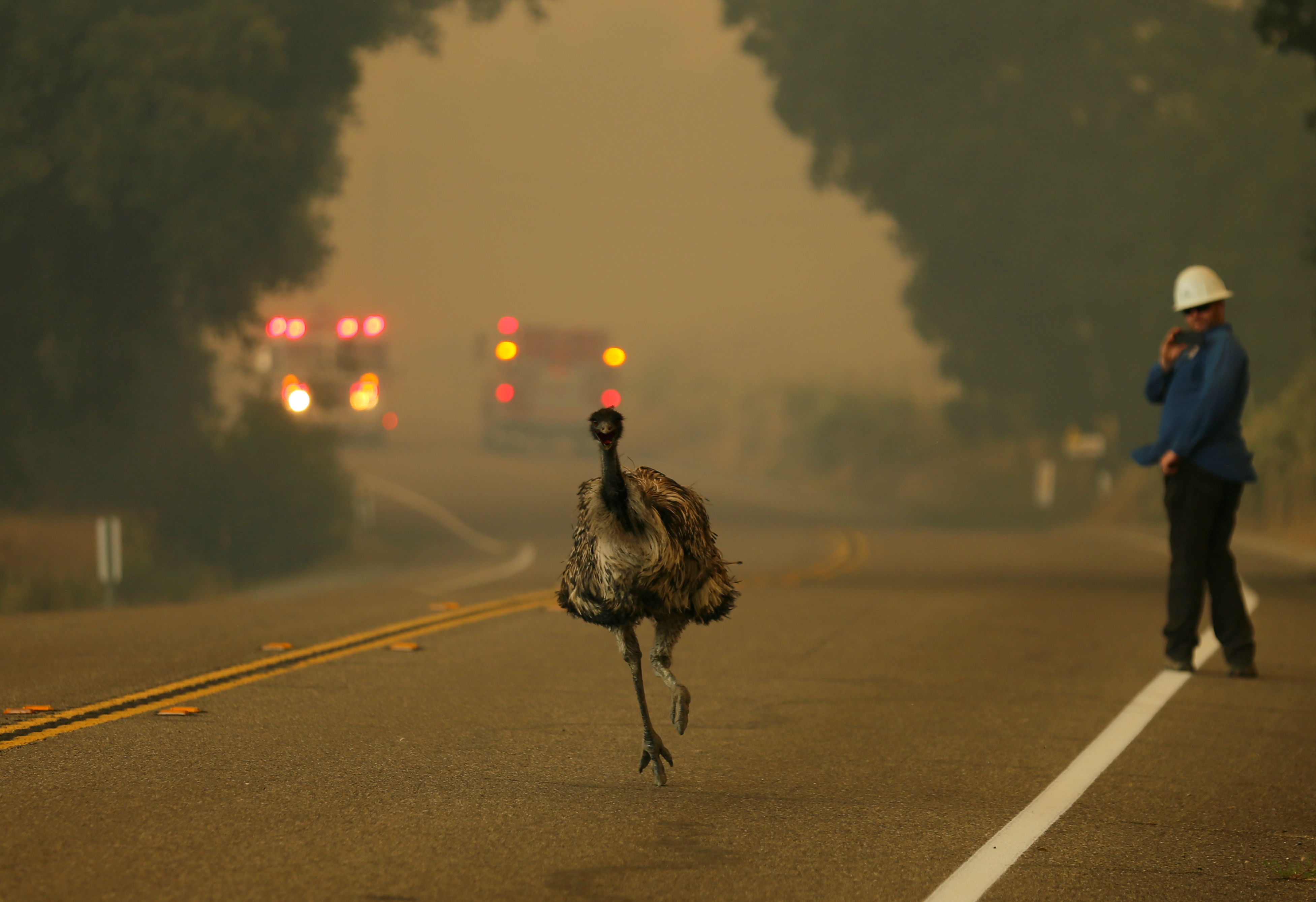 An emu runs to escape an approaching wildfire as it burns near Potrero, Calif., on June 20, 2016.